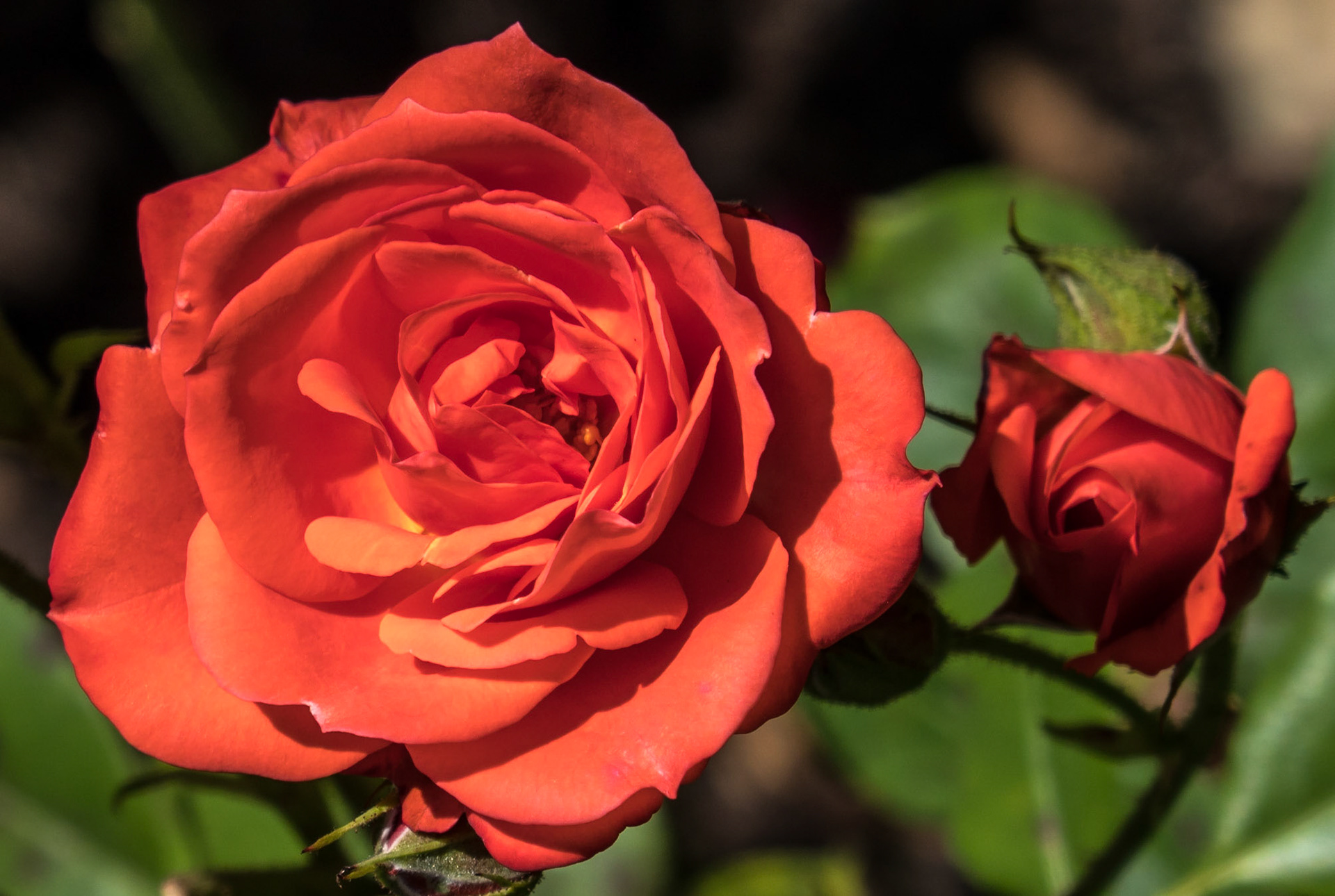 In the rose garden