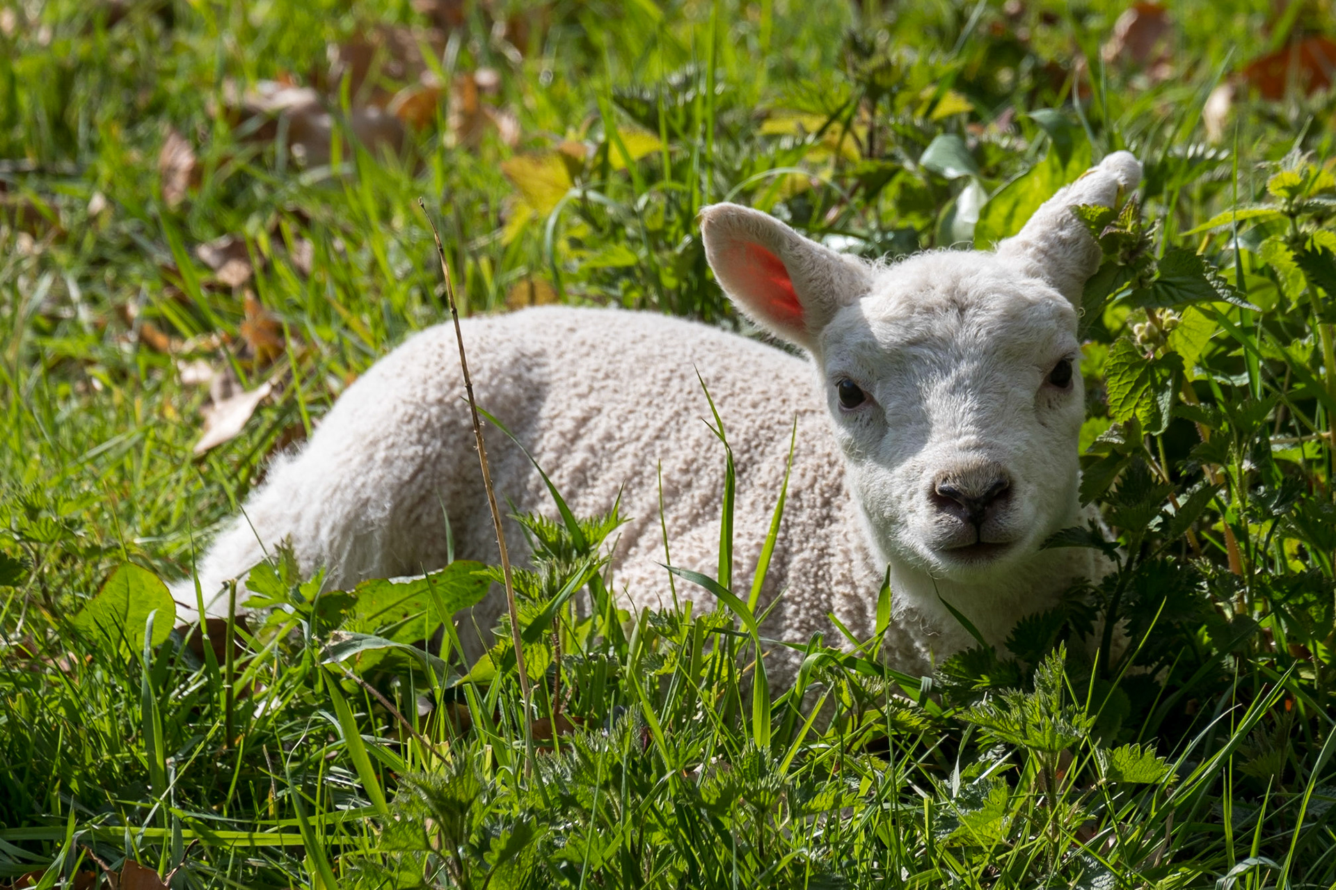 Tired little lamb