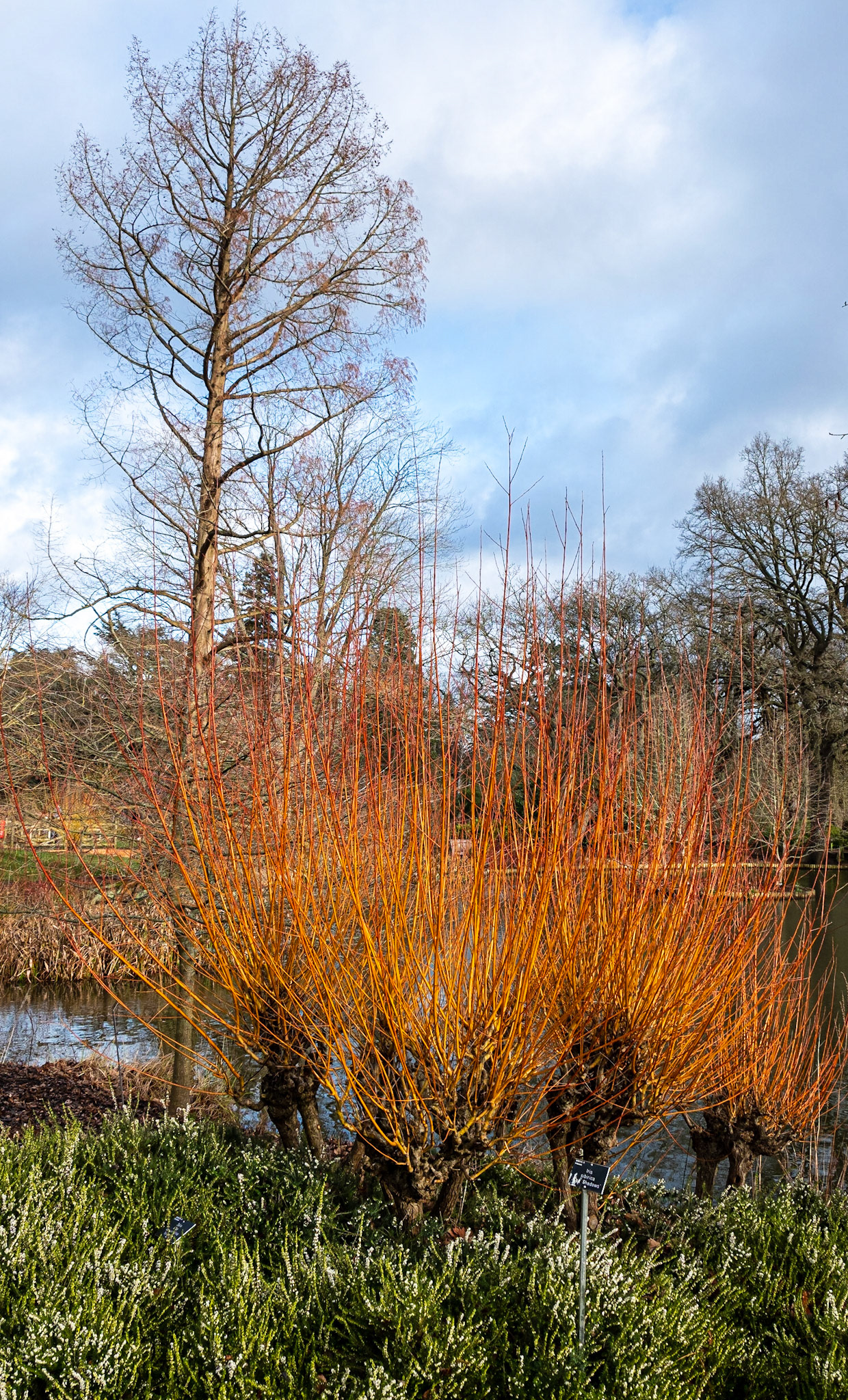 Colourful dogwood