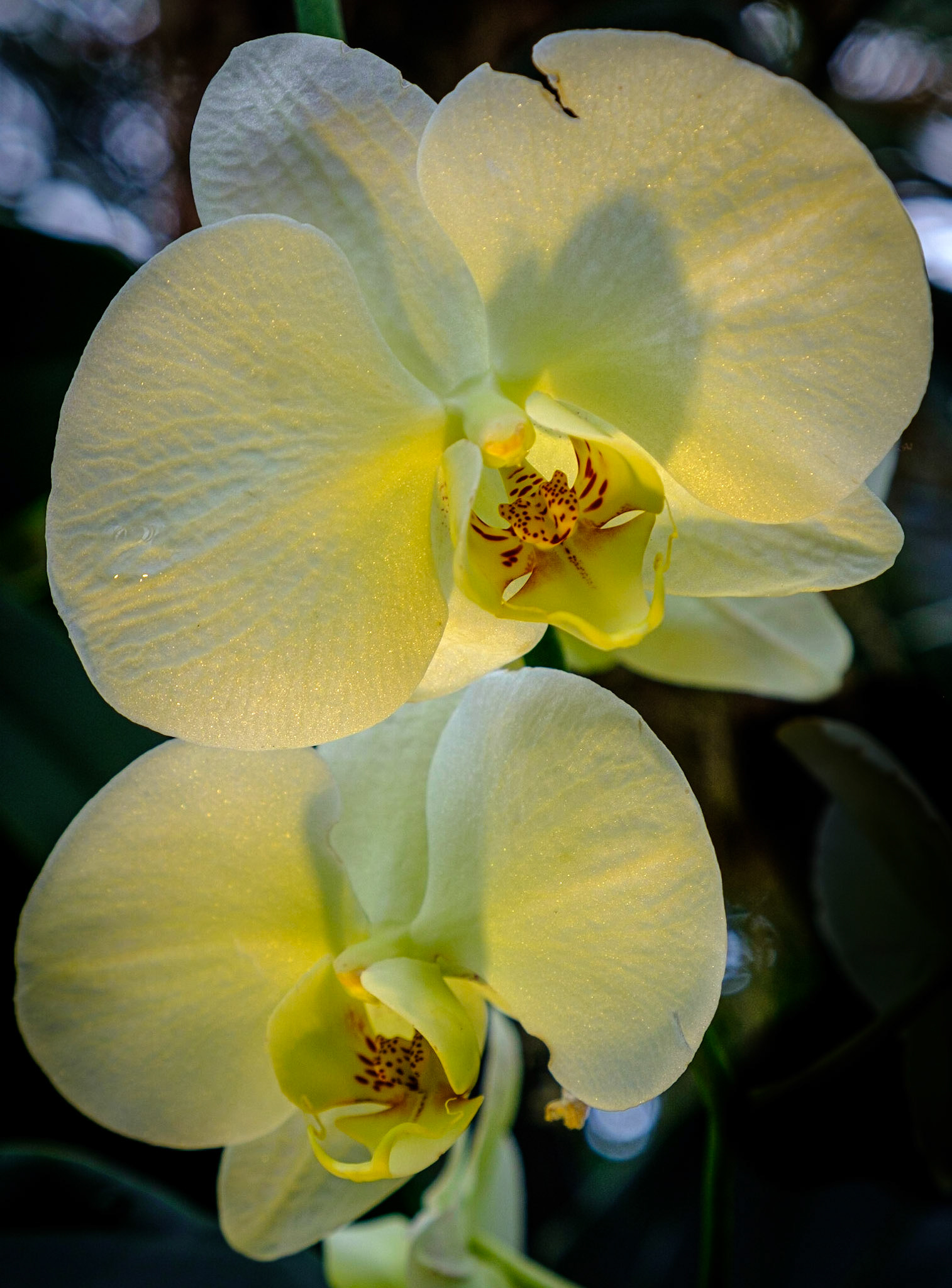 Orchid lit from below