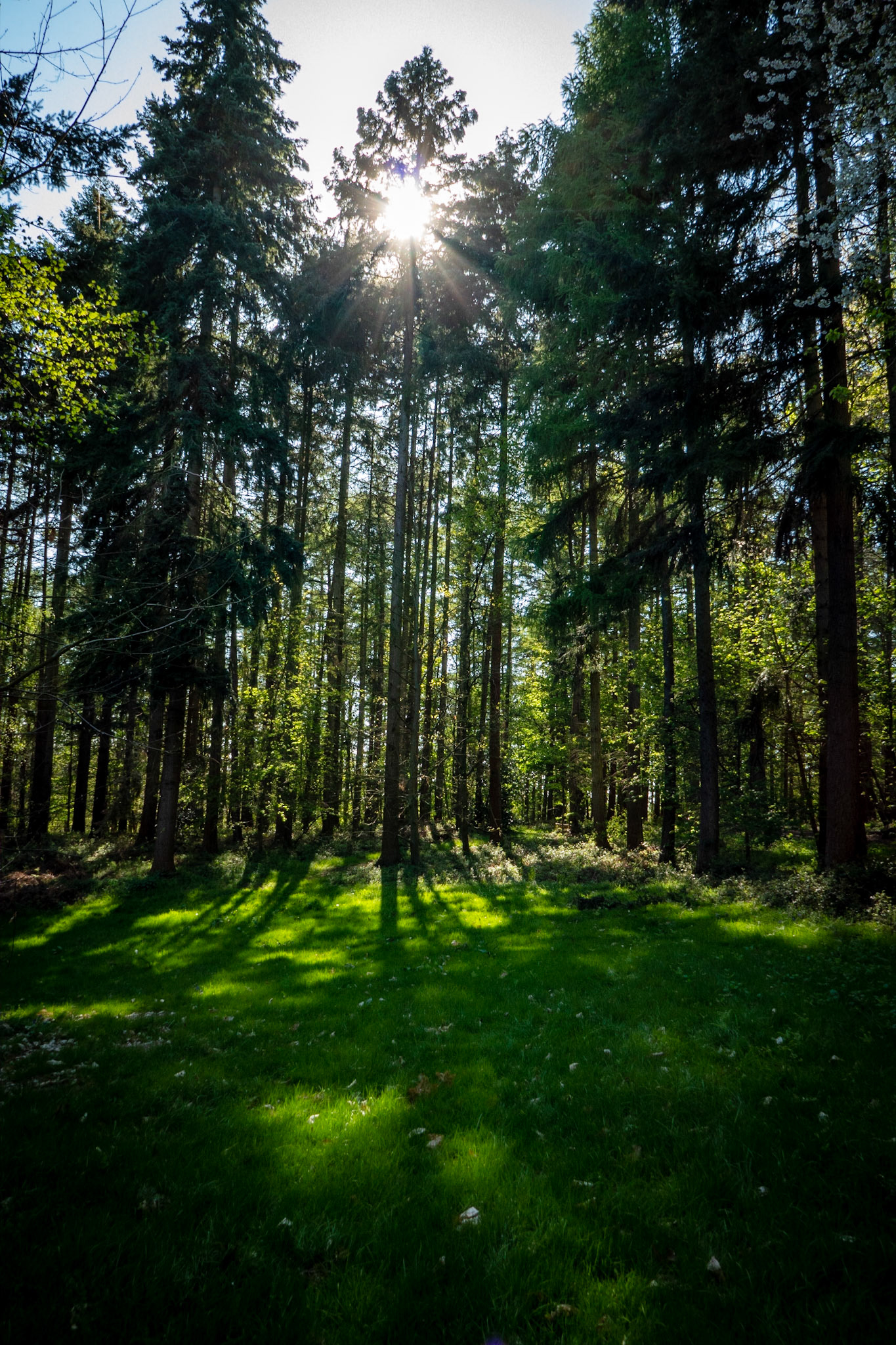 Sun shining through the pines