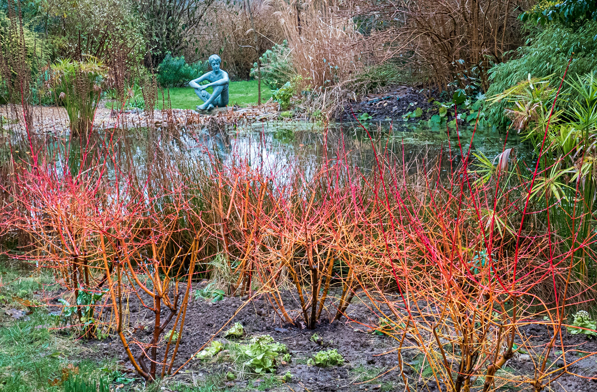 Colourful dogwood by the pond