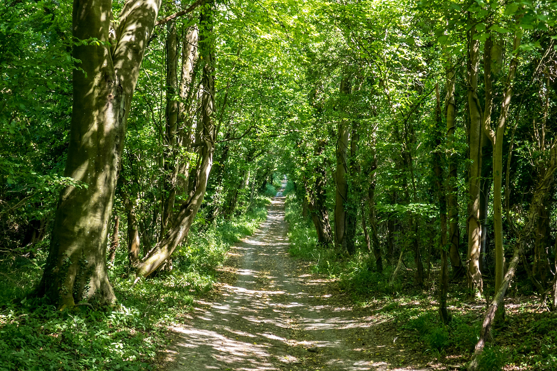 Path through the trees