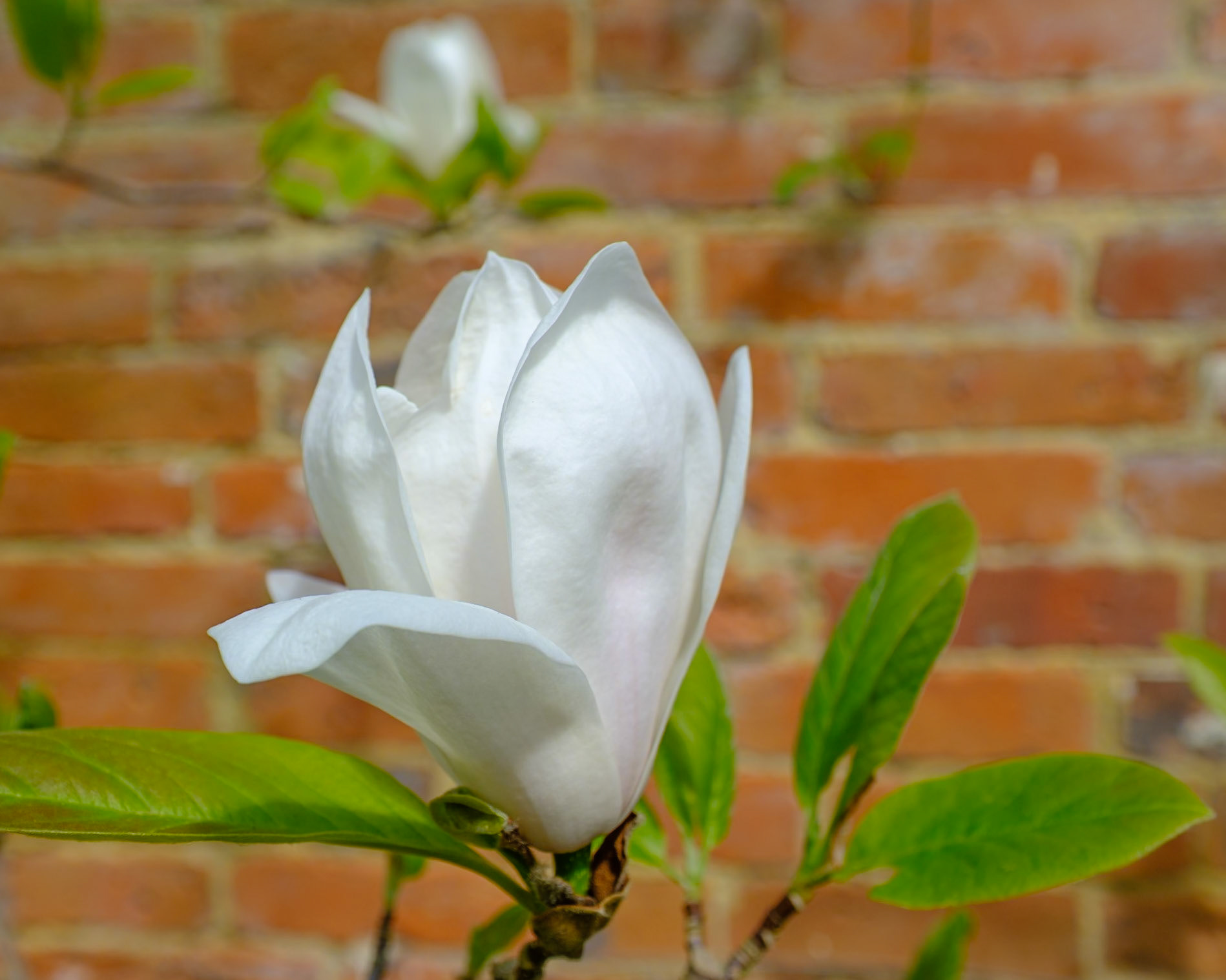 Magnolia