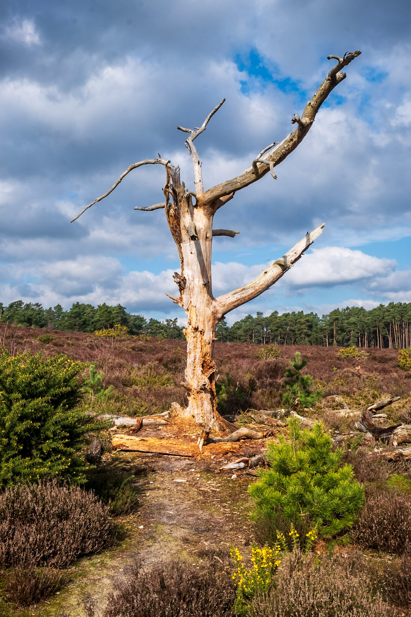 A once proud tree reduced to ruins