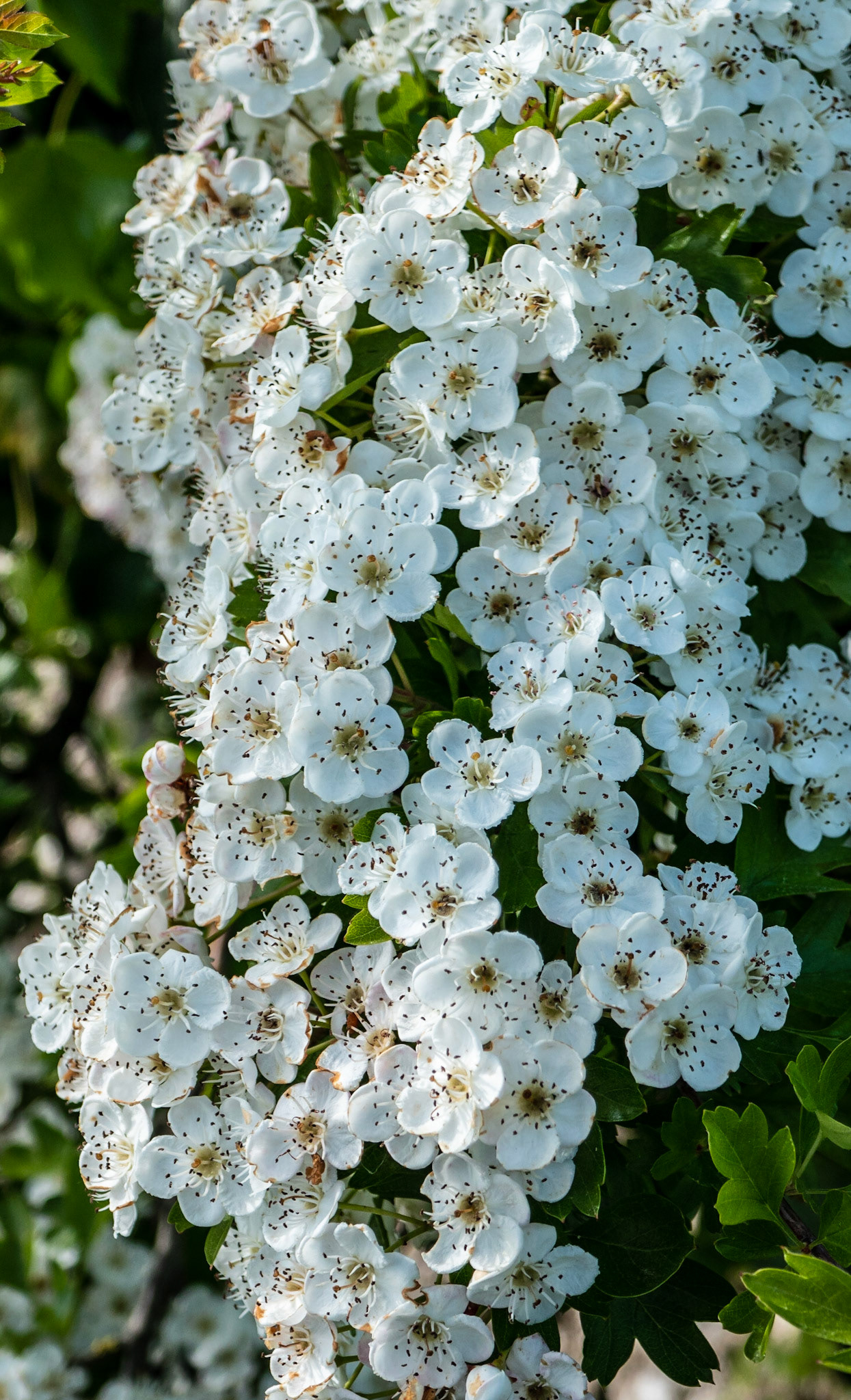 Hawthorn blossom in the hedge