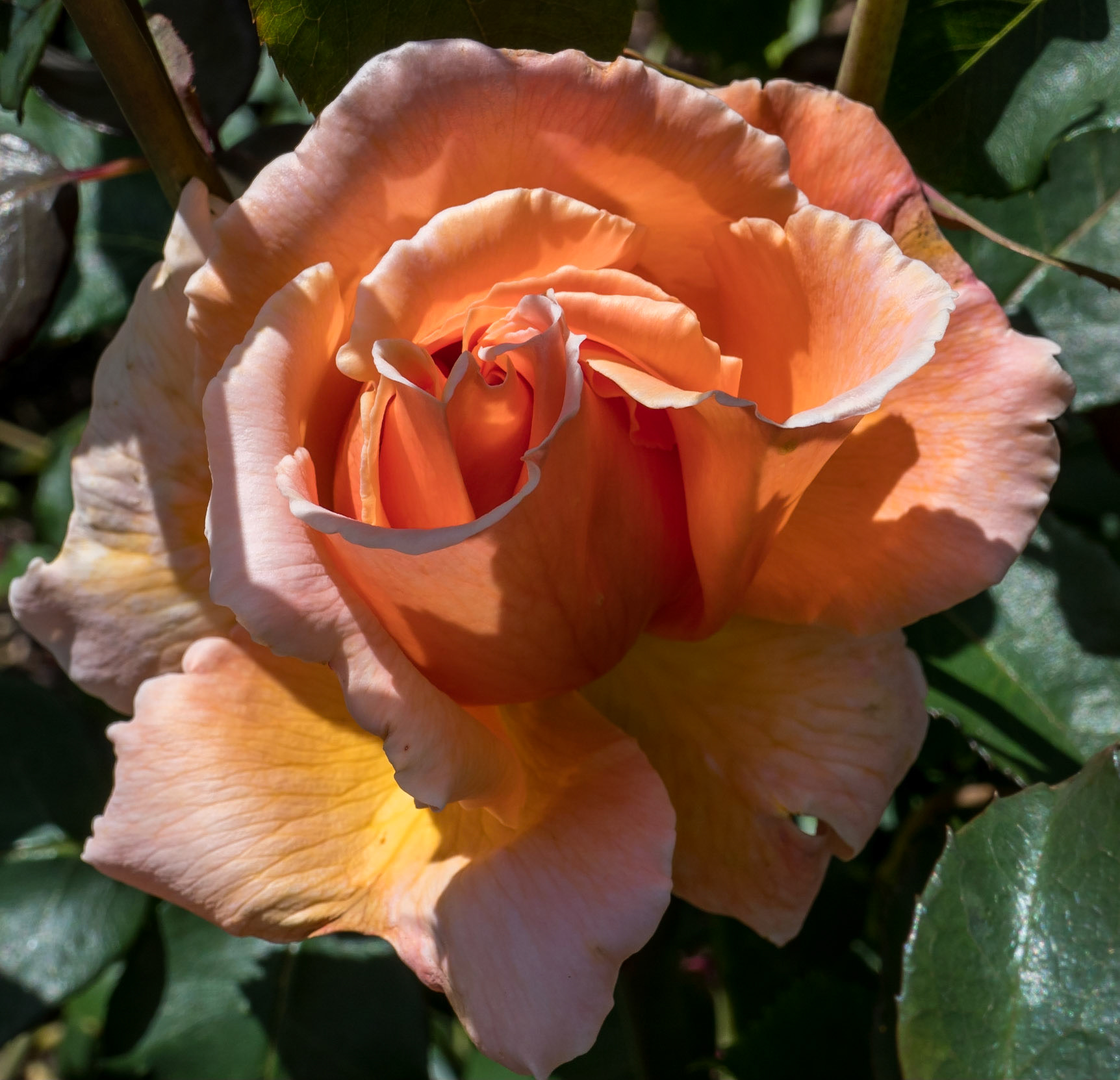 In the rose garden