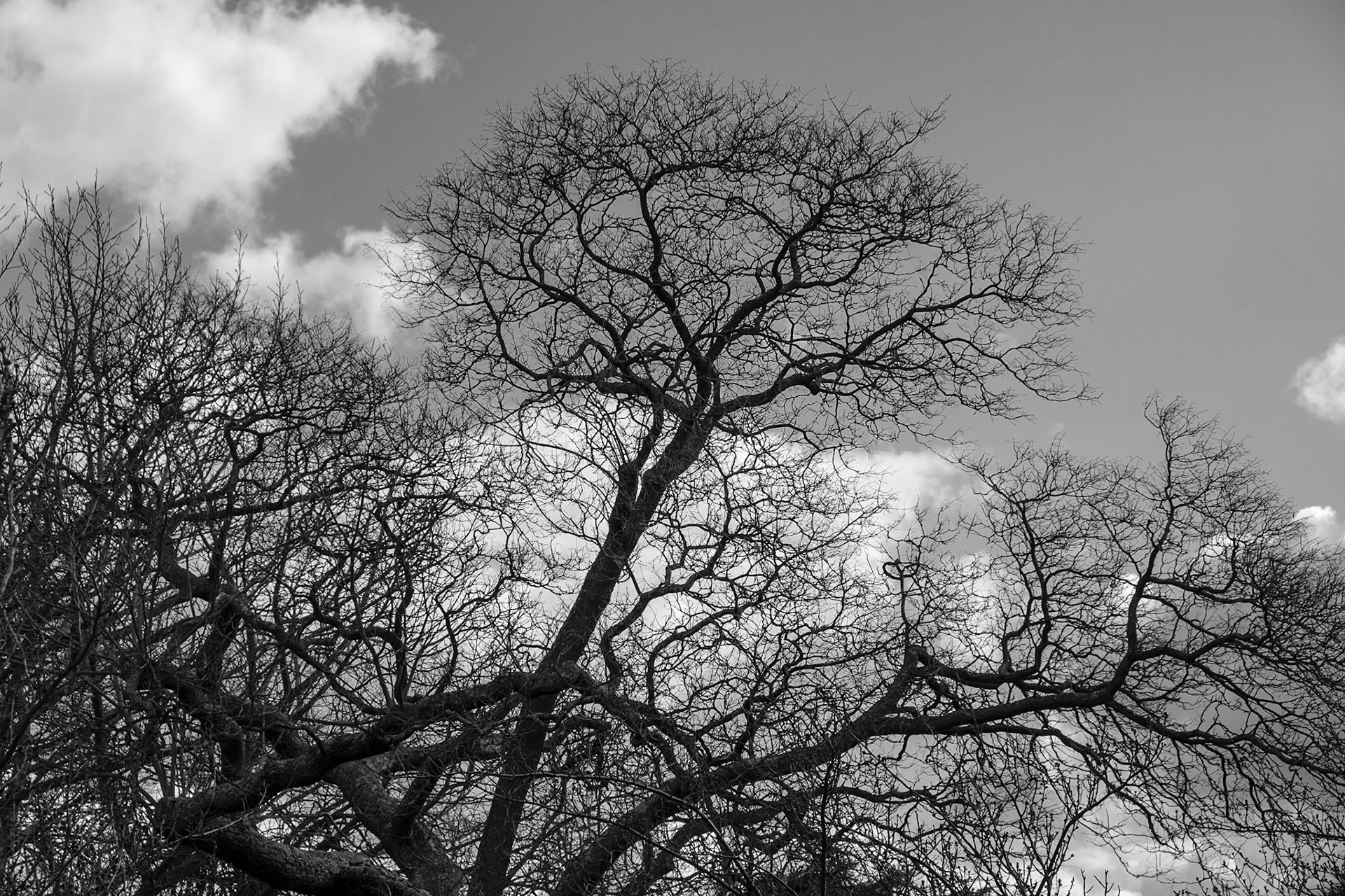 Bare trees against the sky