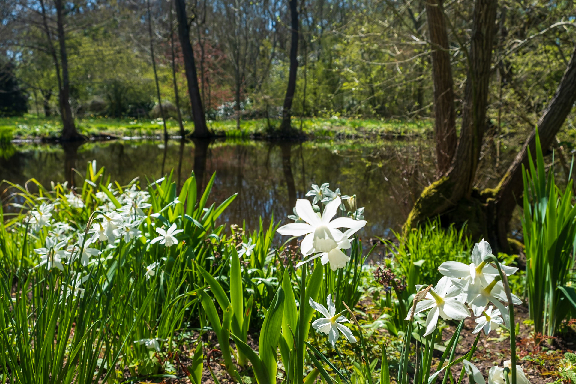 Narcissi by the lake