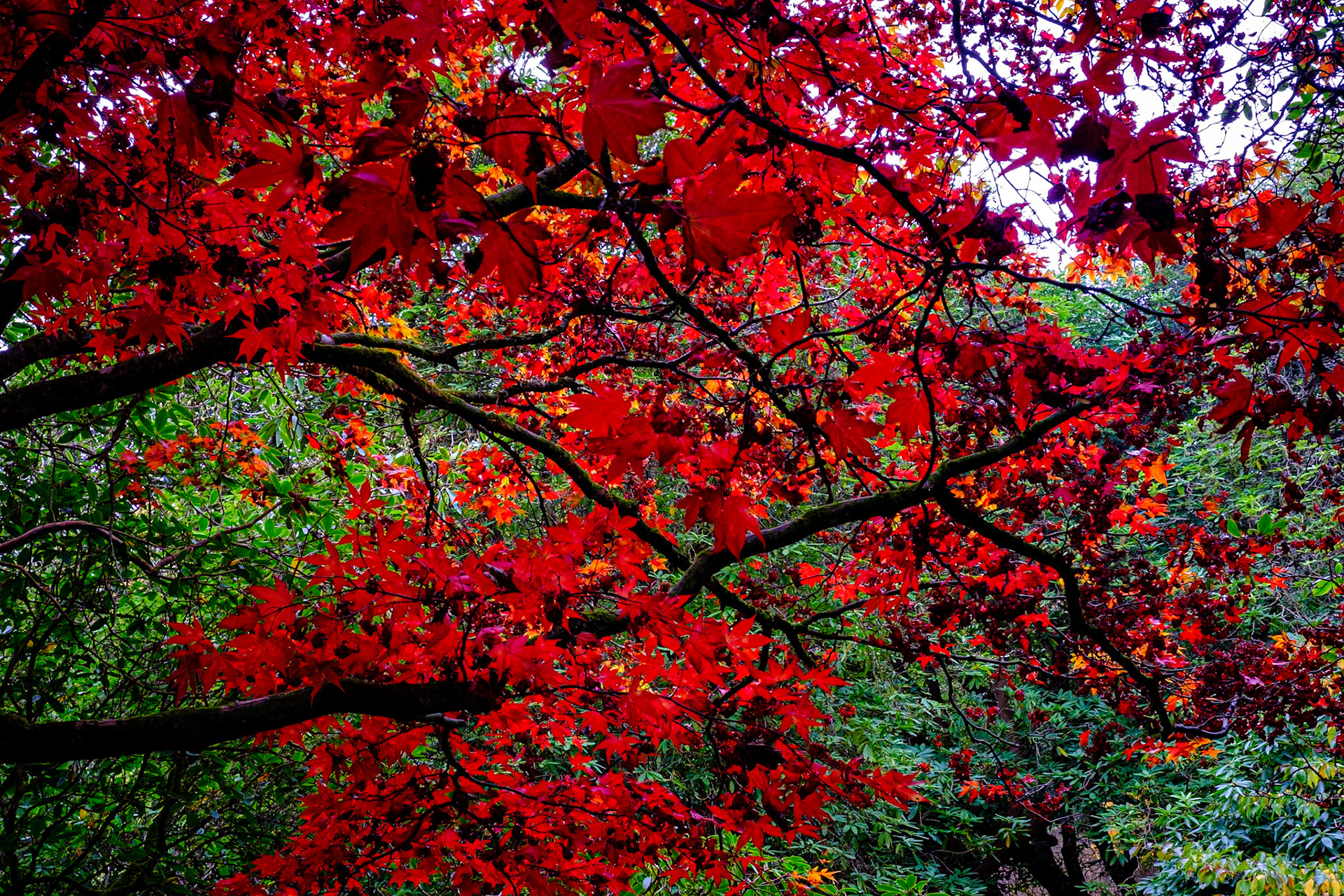 Brilliant red Acer