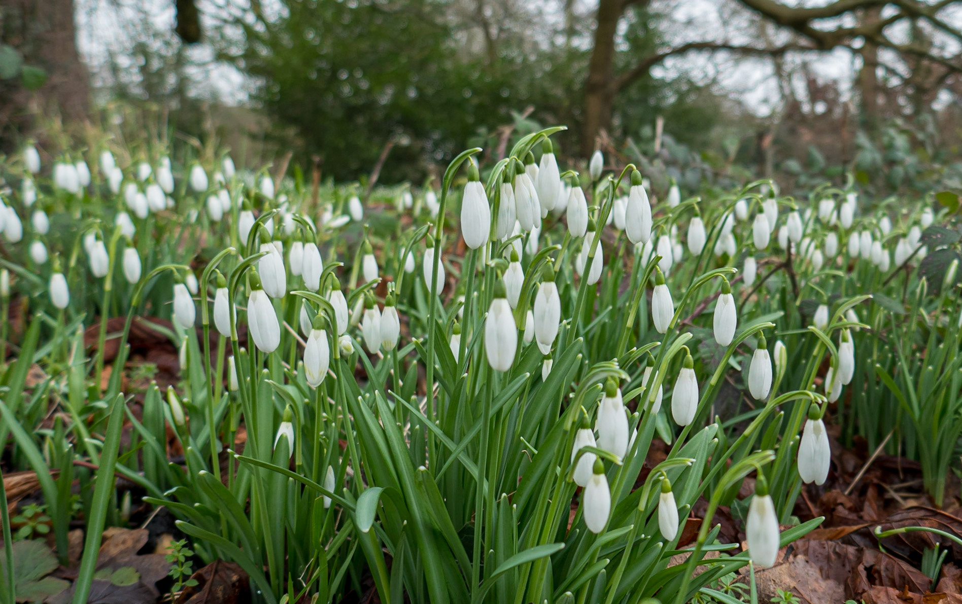 Snowdrops in Baughurst