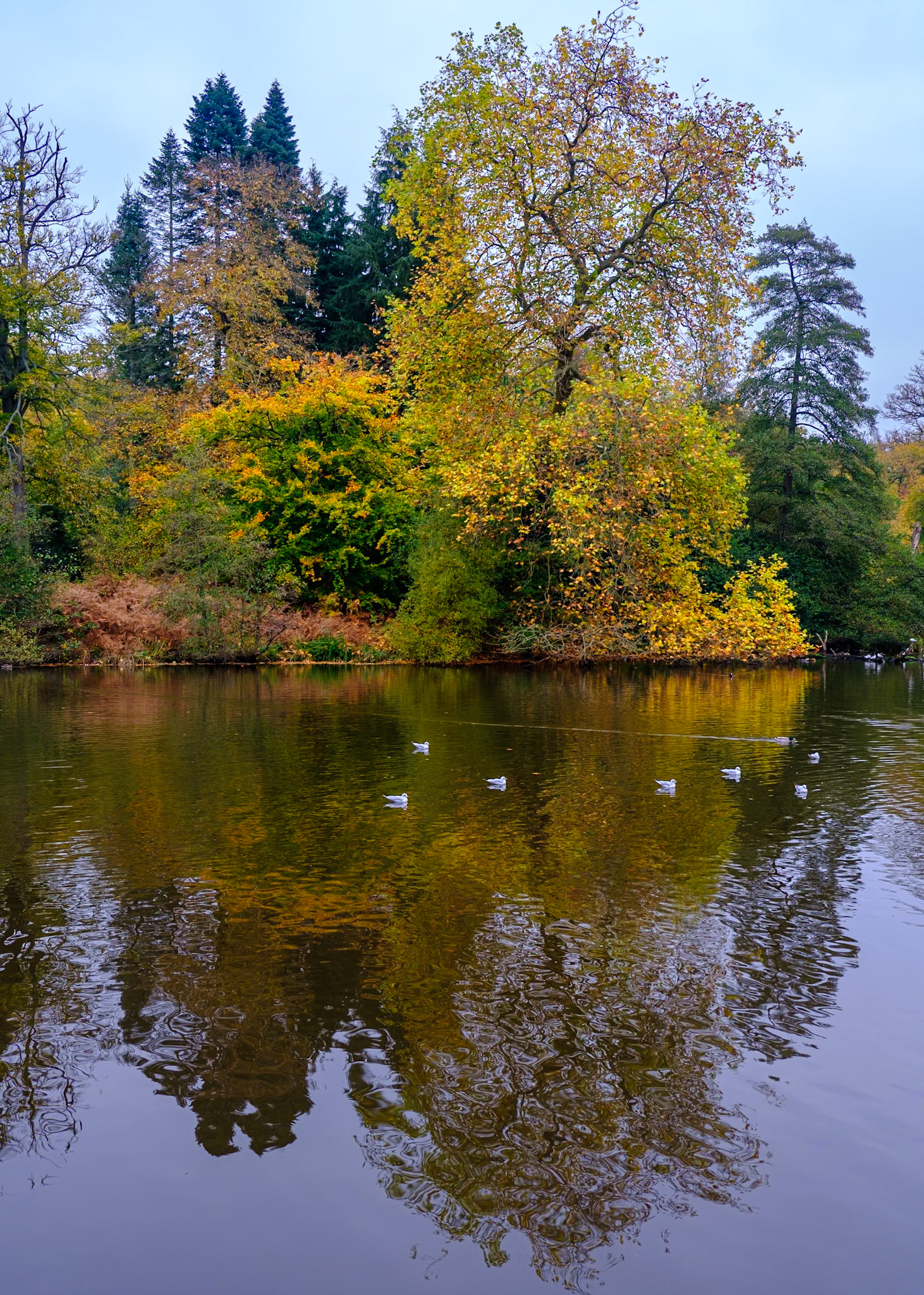 Autumnal trees reflected
