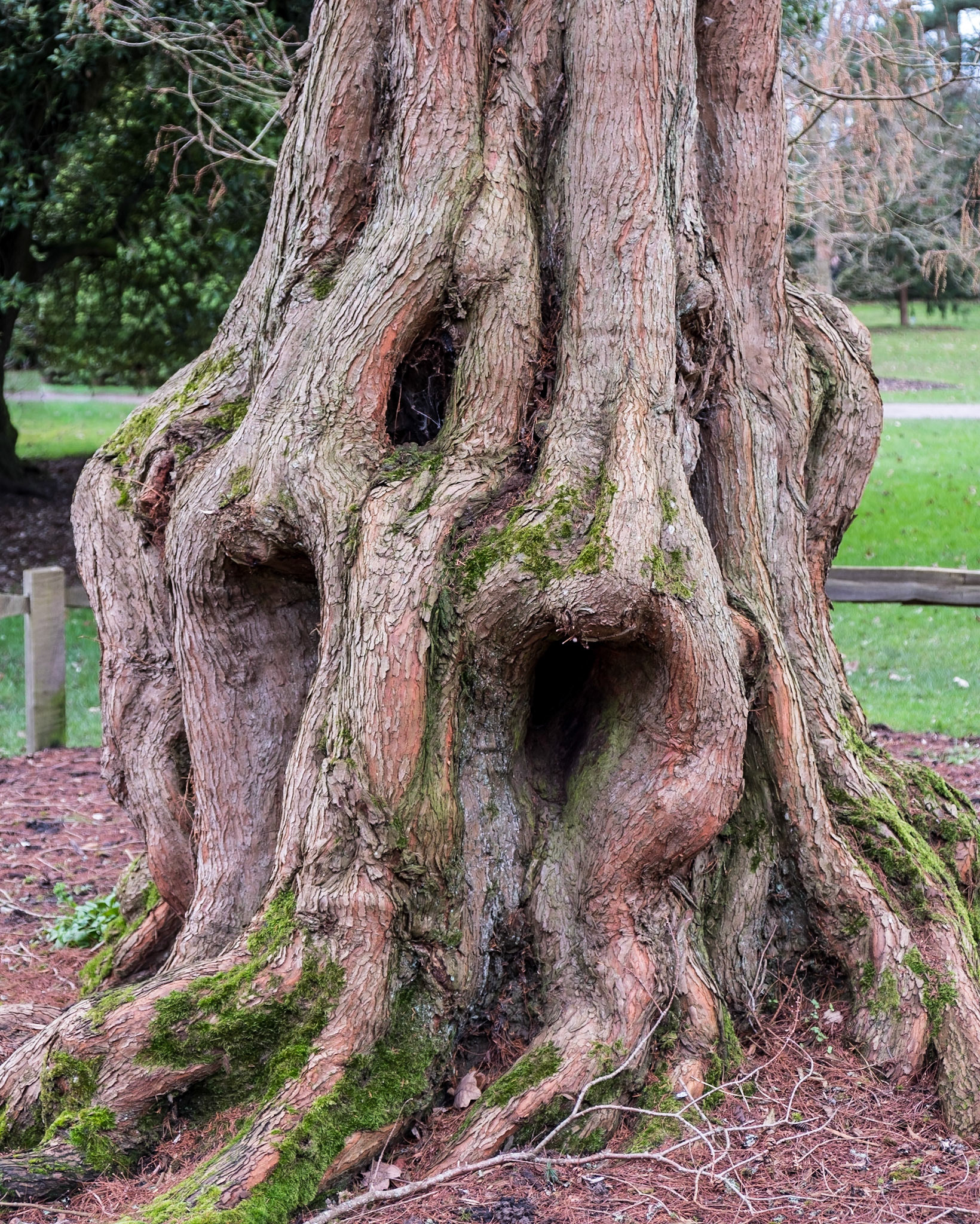 Unusual tree