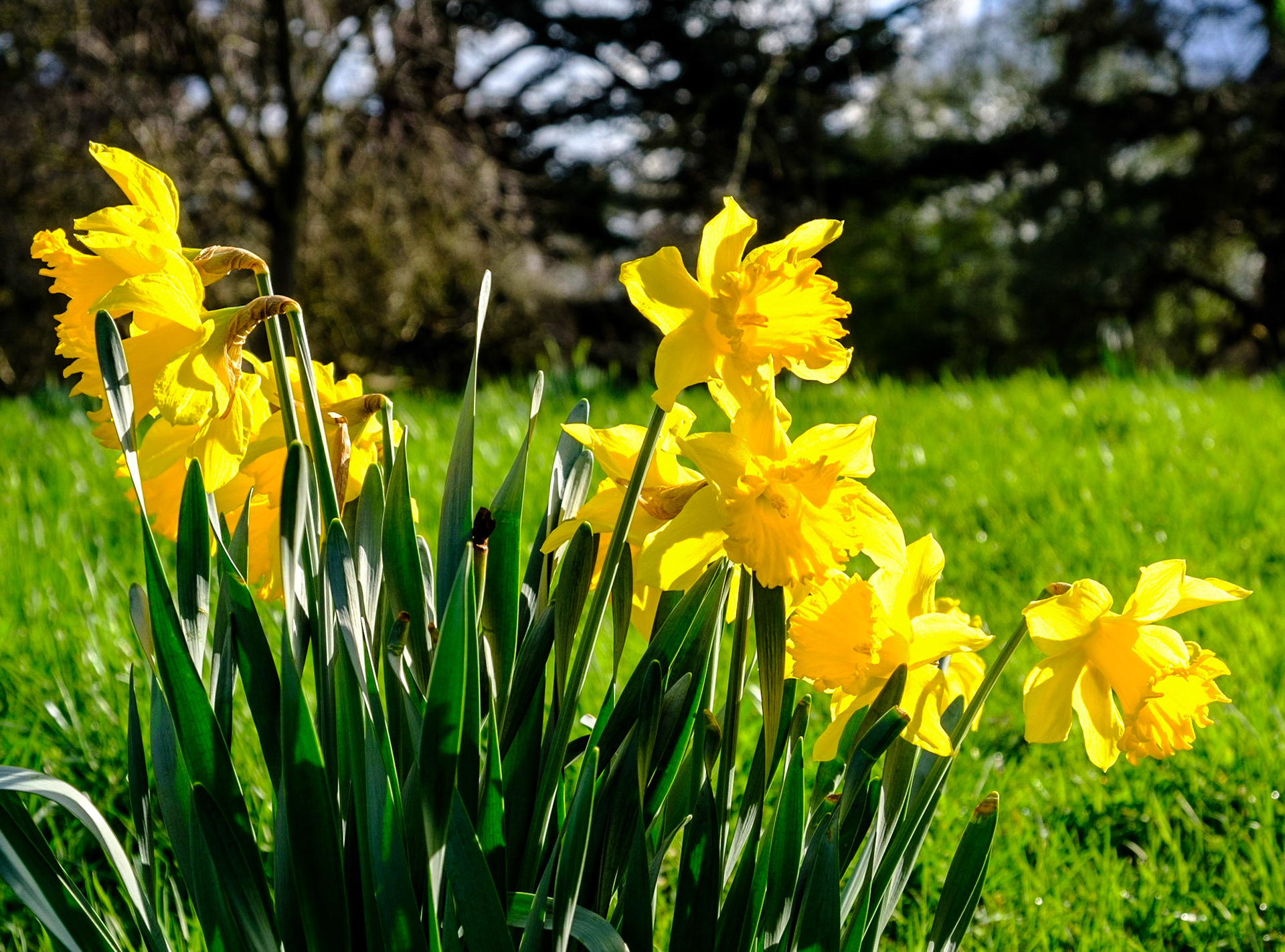 Sunlit daffodils
