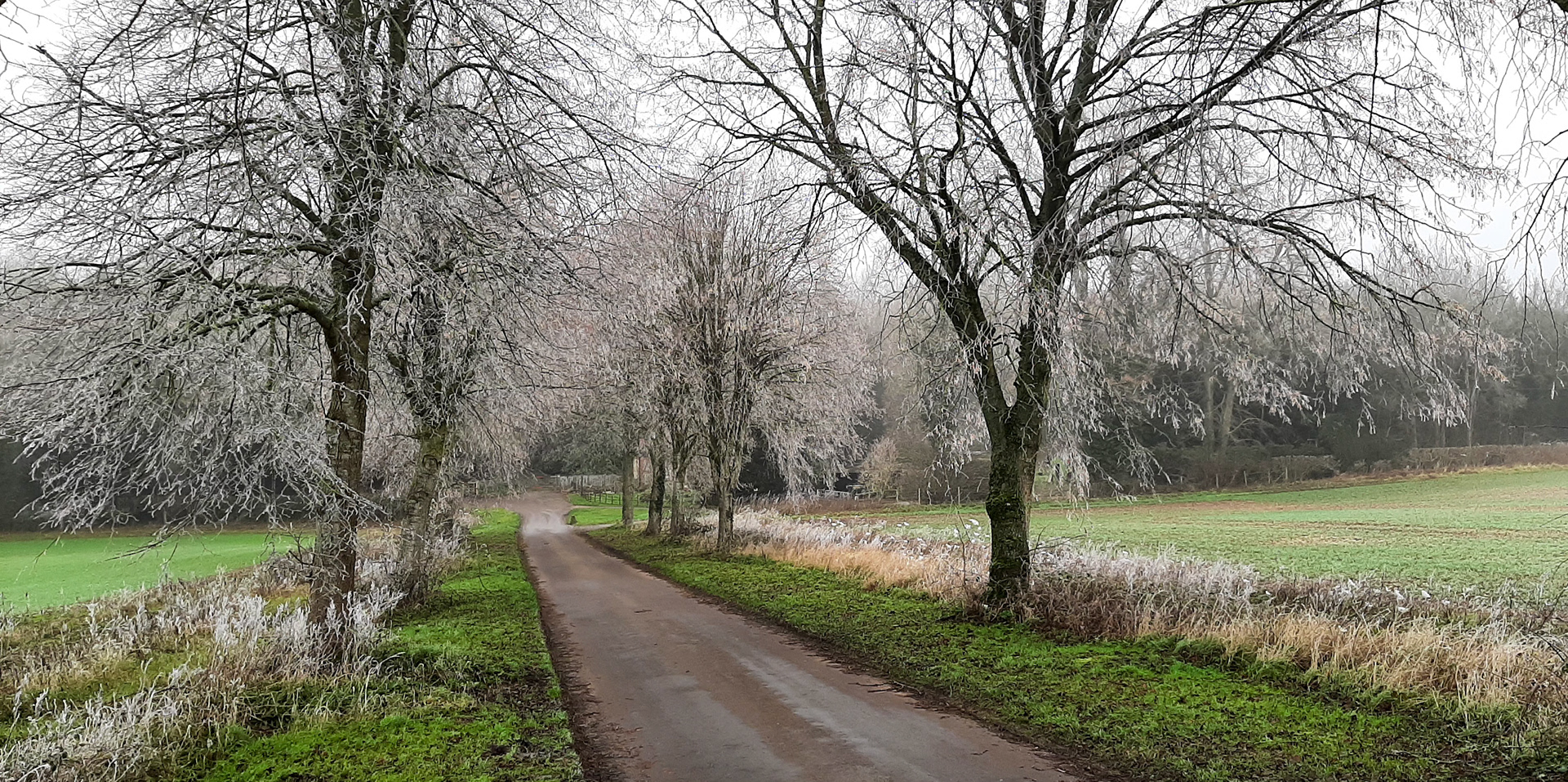 Frosted trees border the country lane