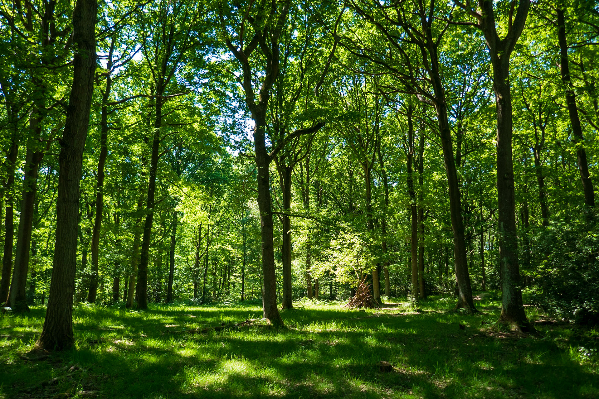 Sunlit woodland glade