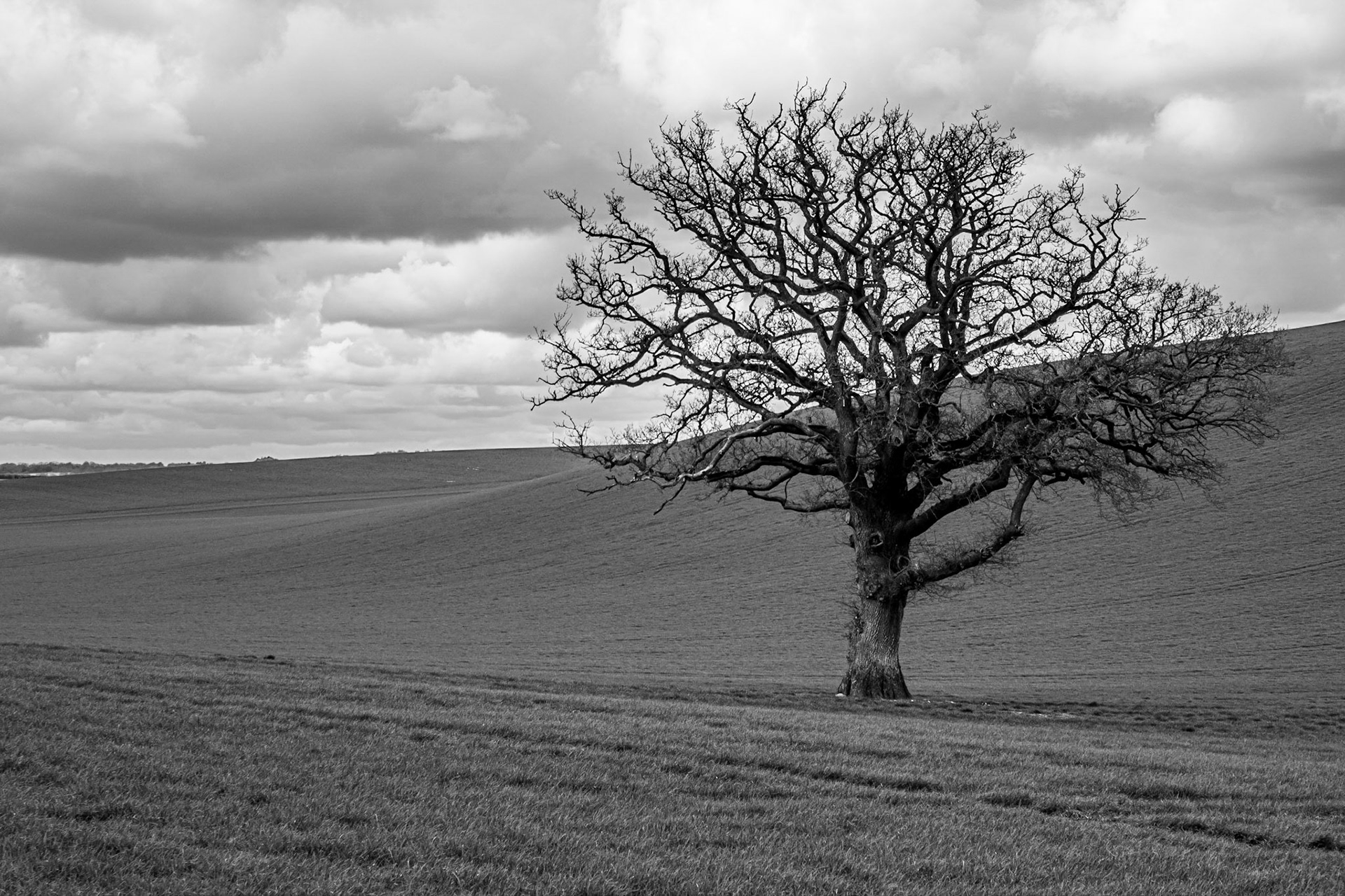 Bare tree against the sky