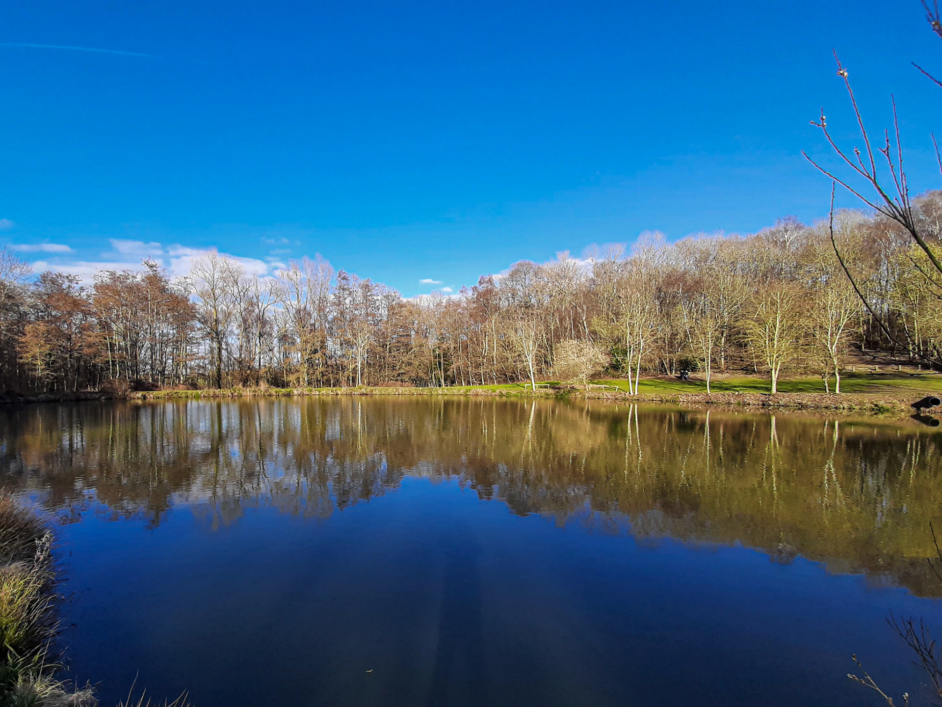 Bare trees reflected in the lake