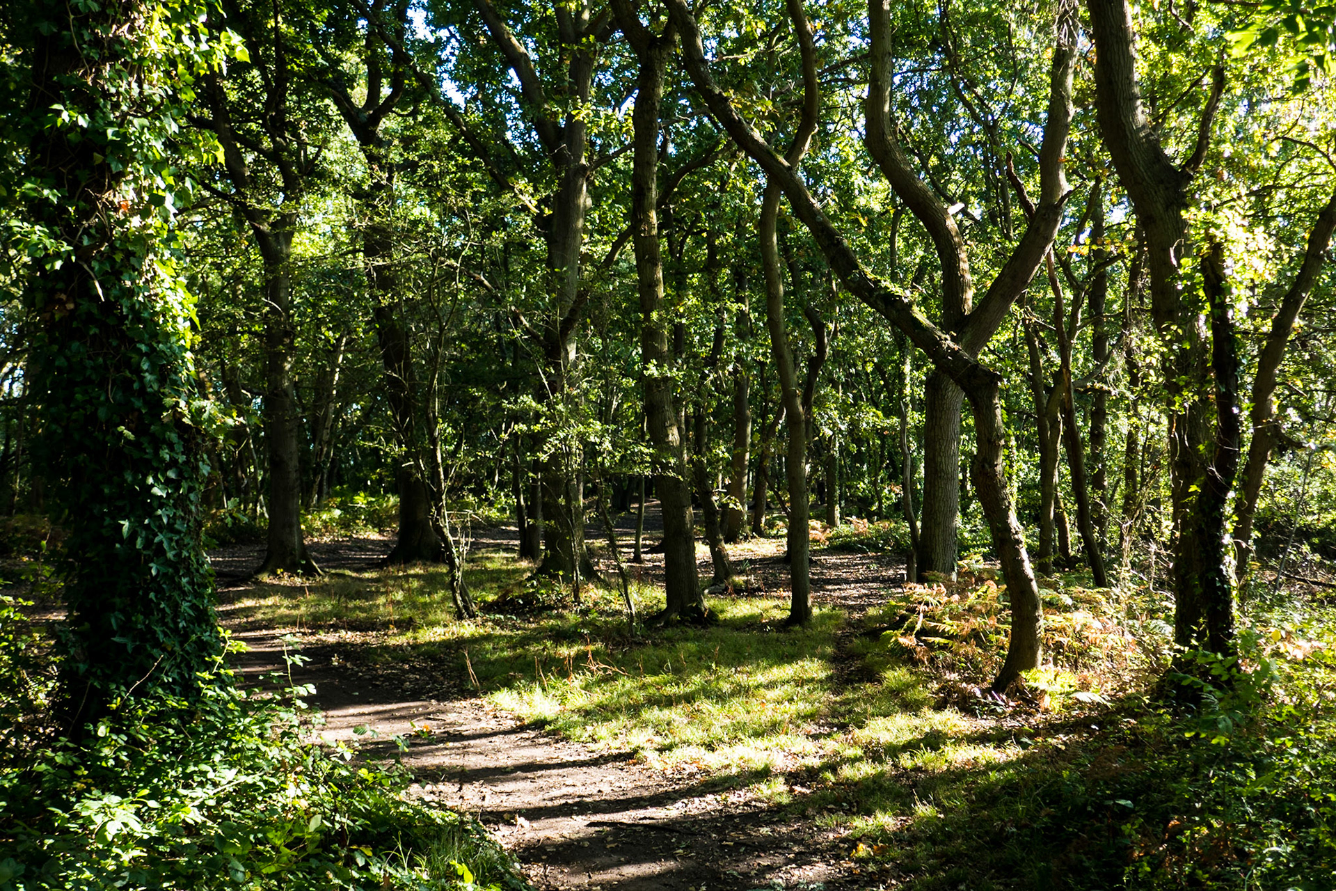 Sunlit woods on Hamble Common