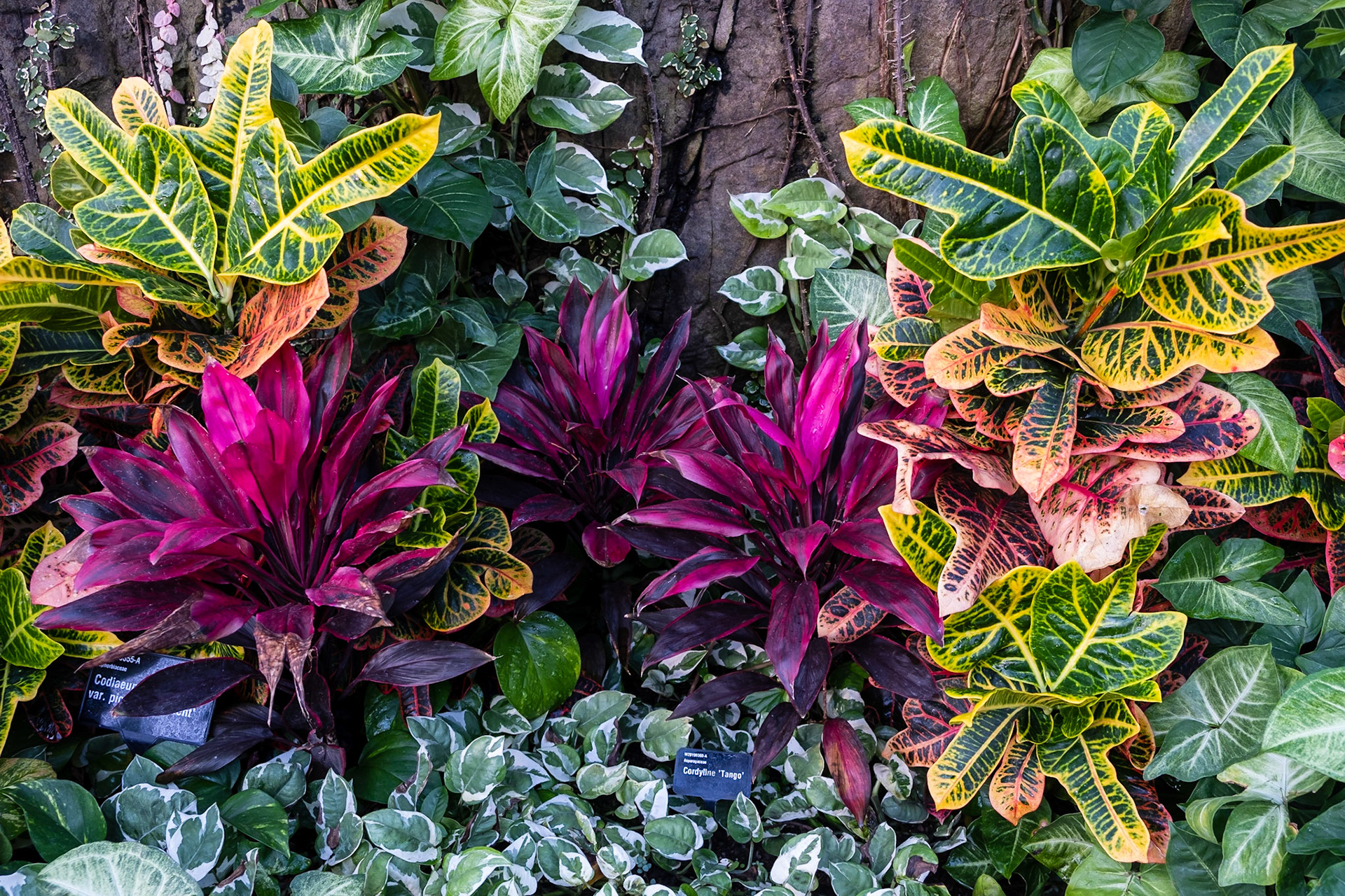 Colourful foliage