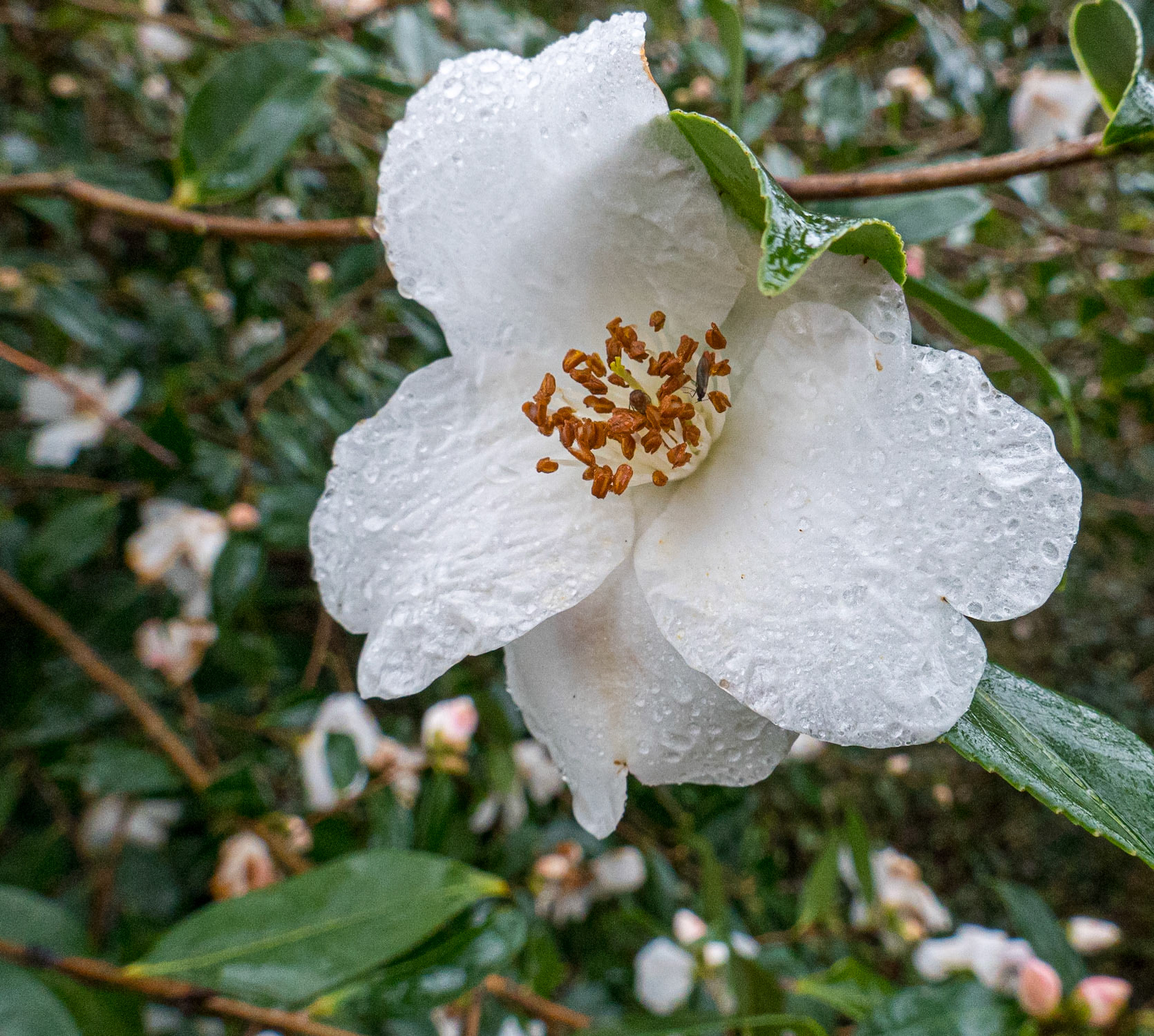 Flower with water drops