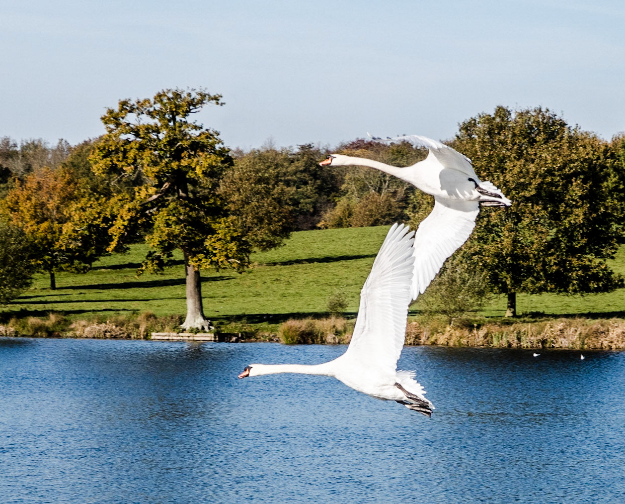 Swans in flight.