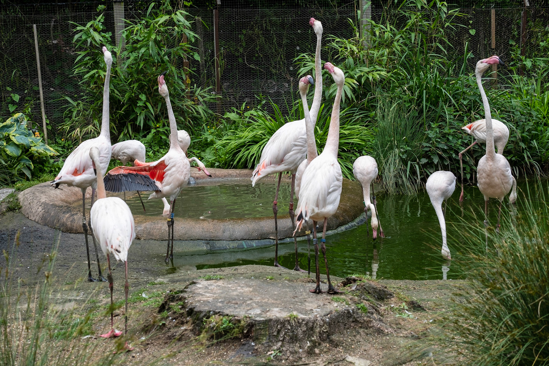 Haughty flamingoes