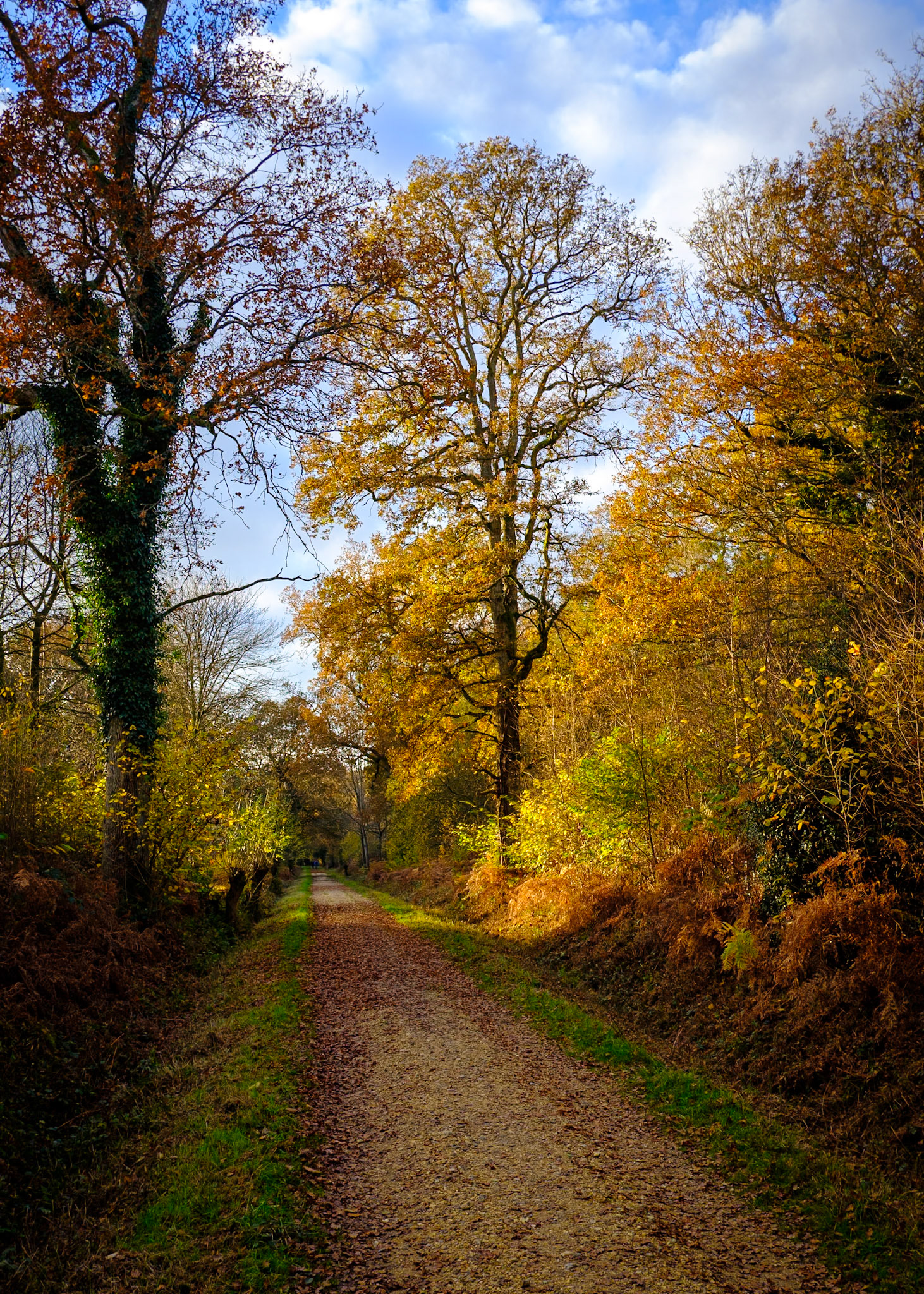 Sunlit trees by the path