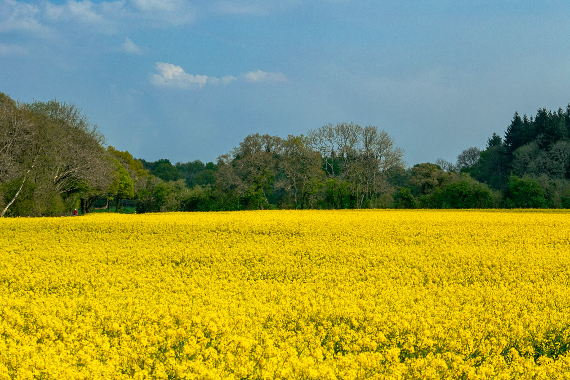 Field of Gold
