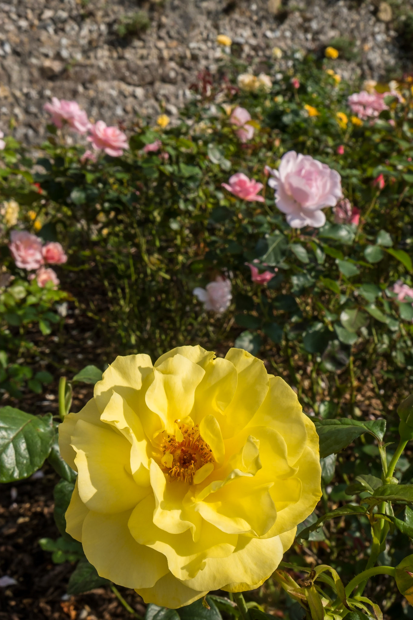 Roses against a wall