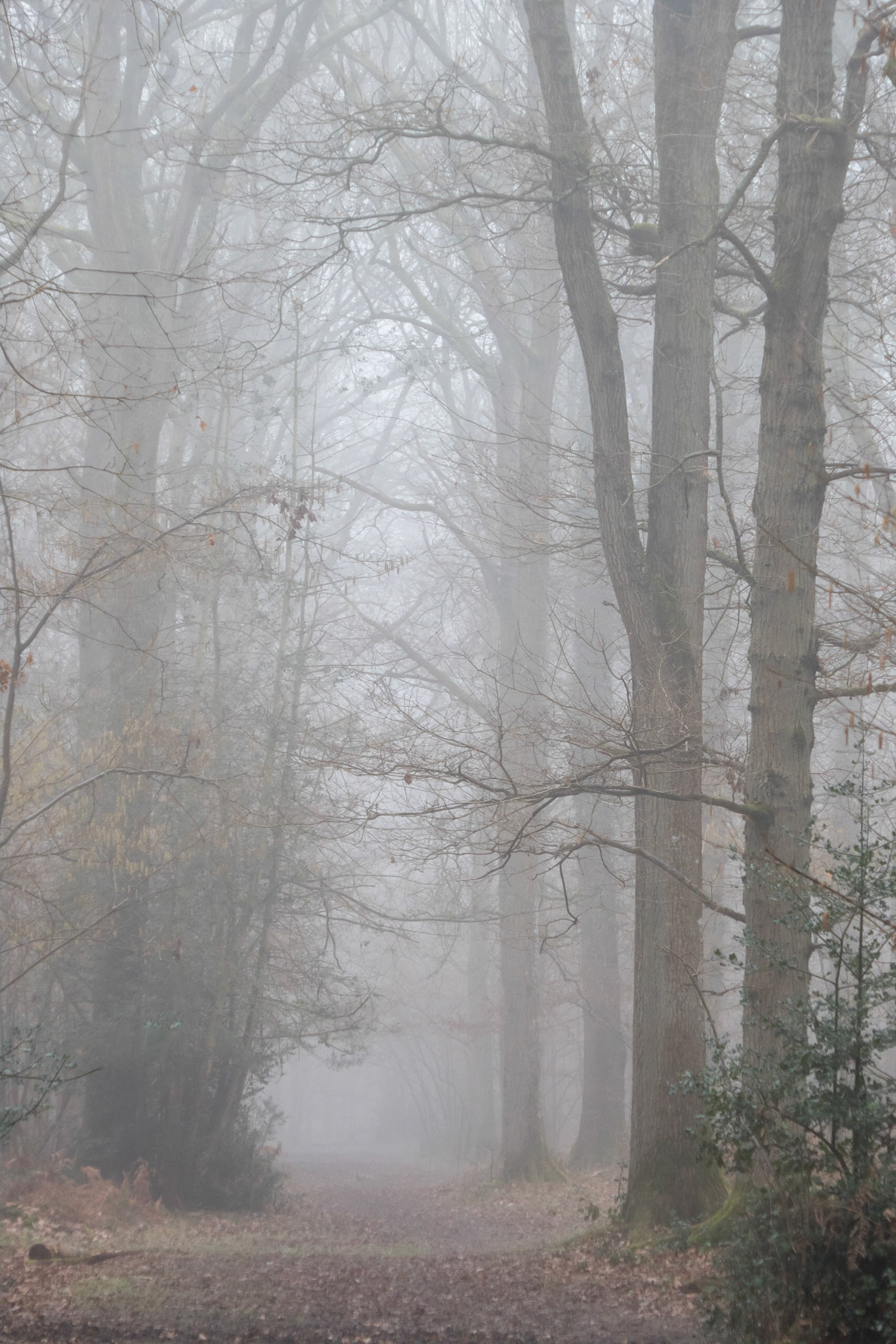 Path through the misty woods