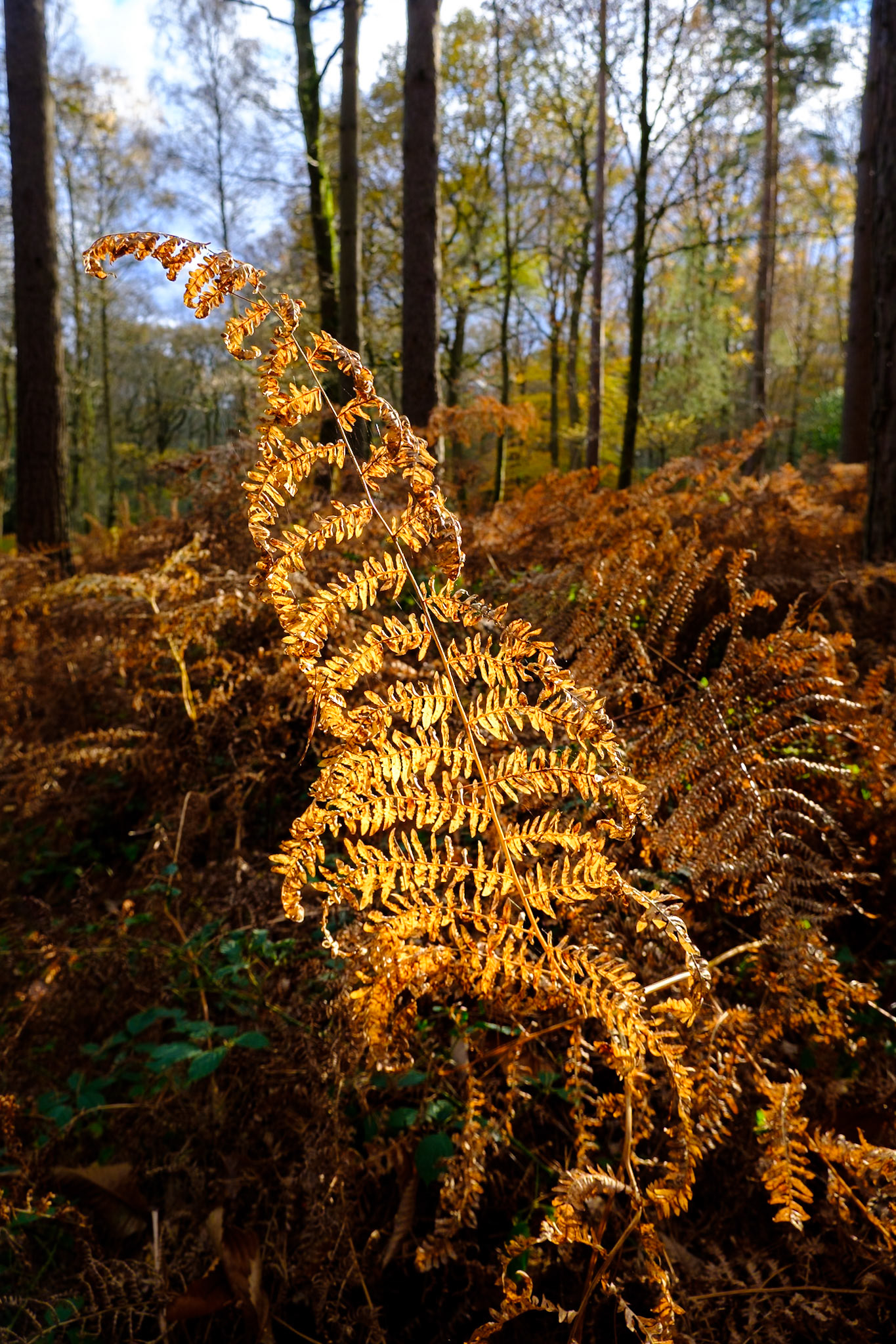 Fern lit by the low autumn afternon sun
