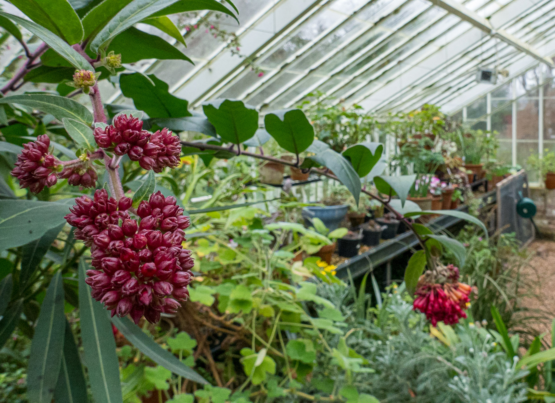 Inside the glasshouse