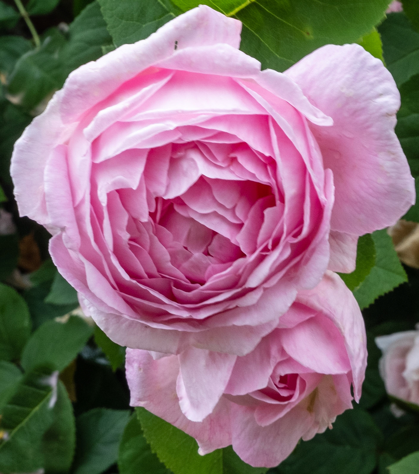 Pair of pink roses