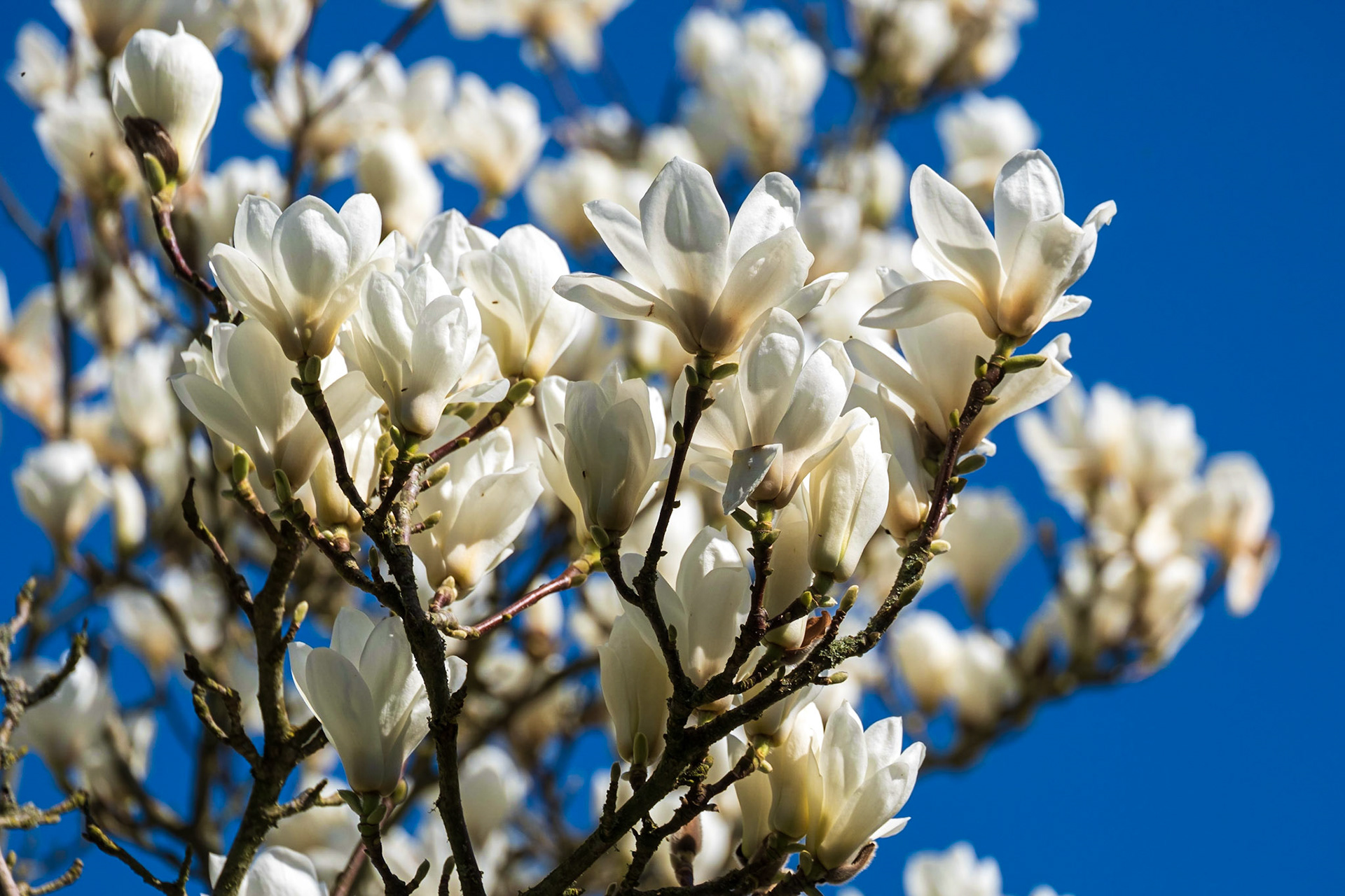 Magnolia against a blue sky