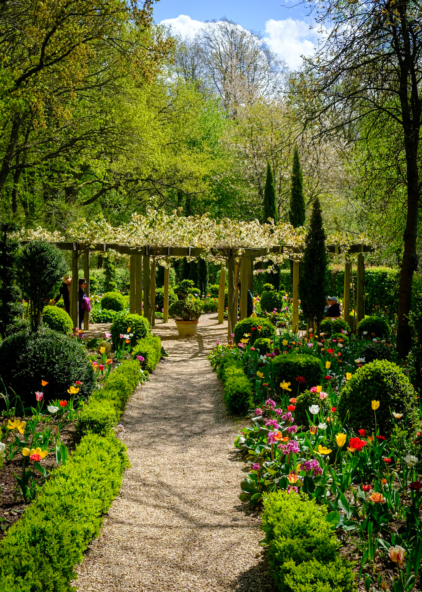 Tulips in the gardens of West Green House