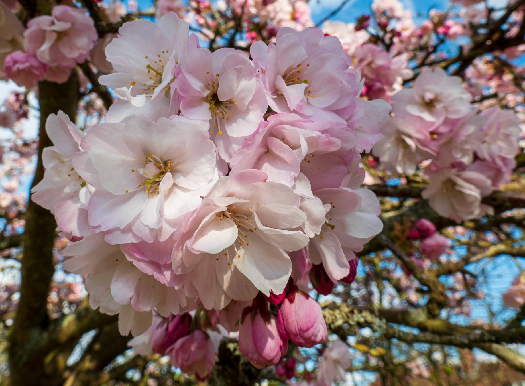 Cherry blossom