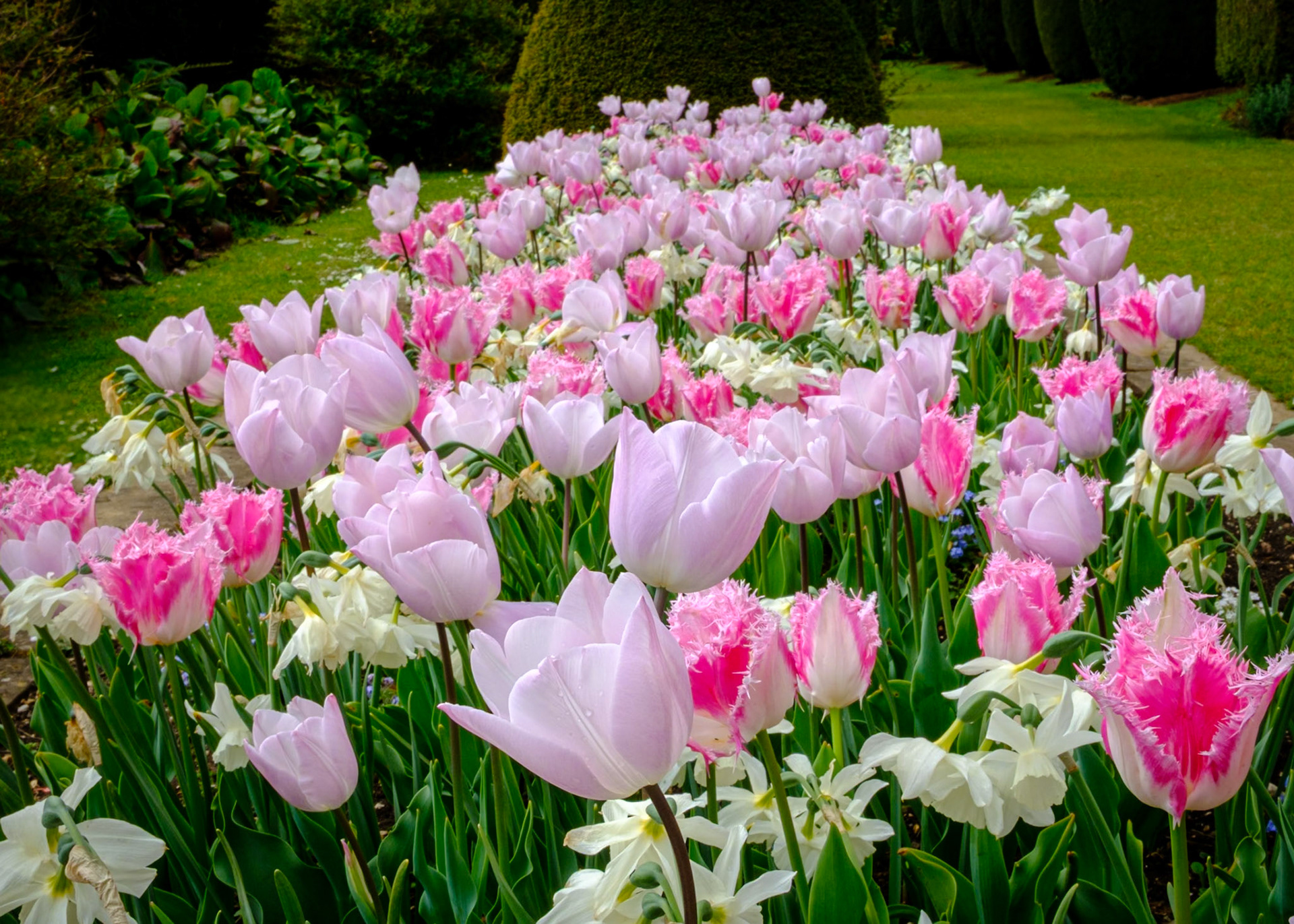 Massed tulips