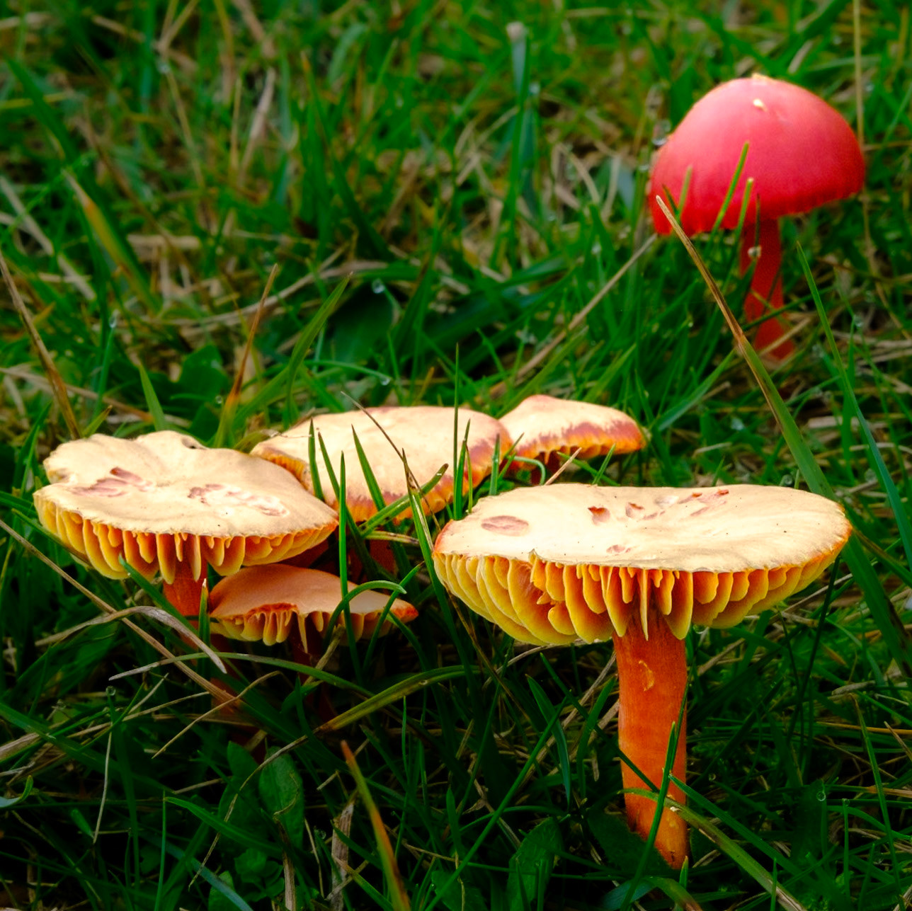 Fungi in the grass