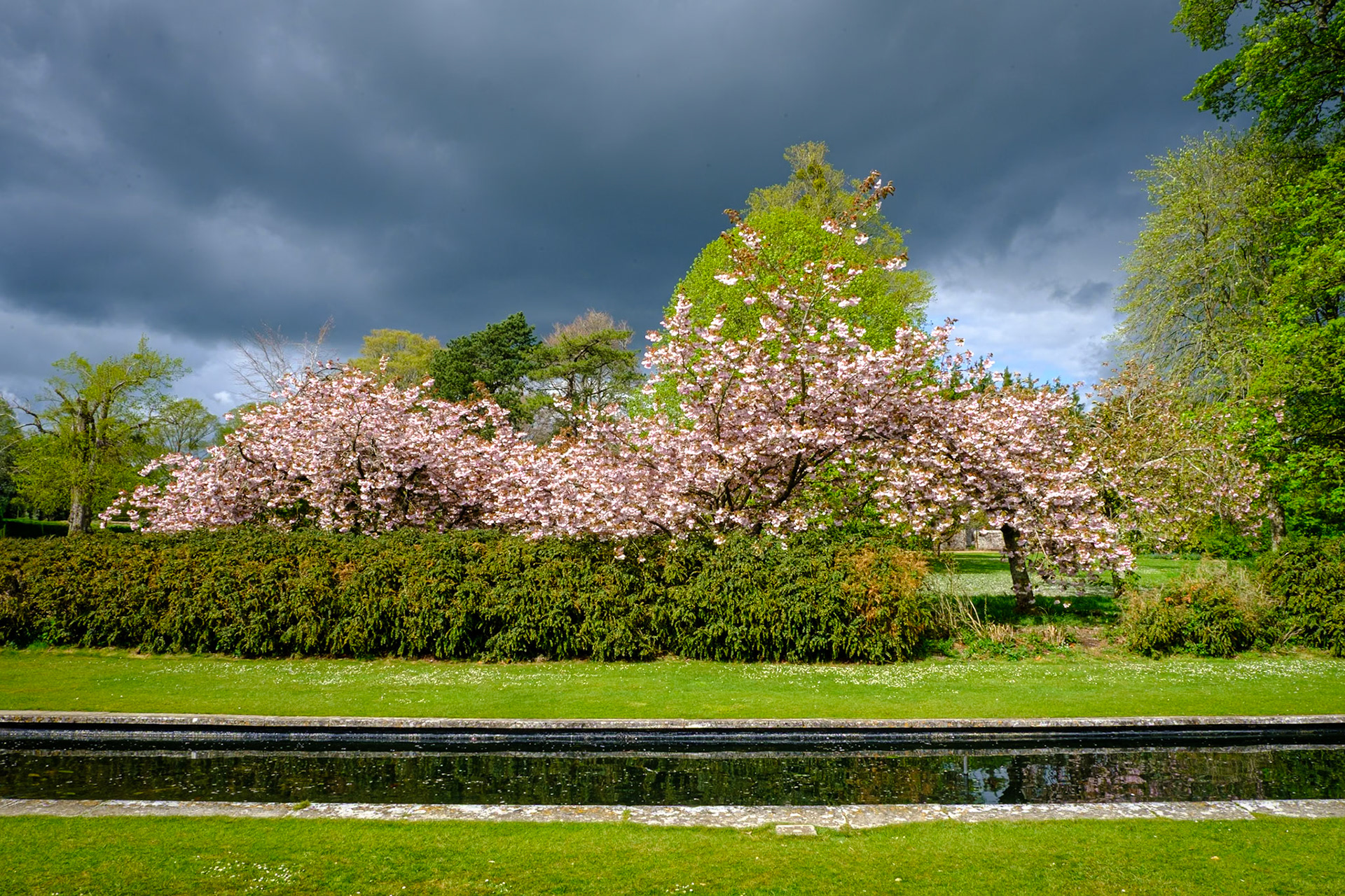 Cherry blossom across the lily pond