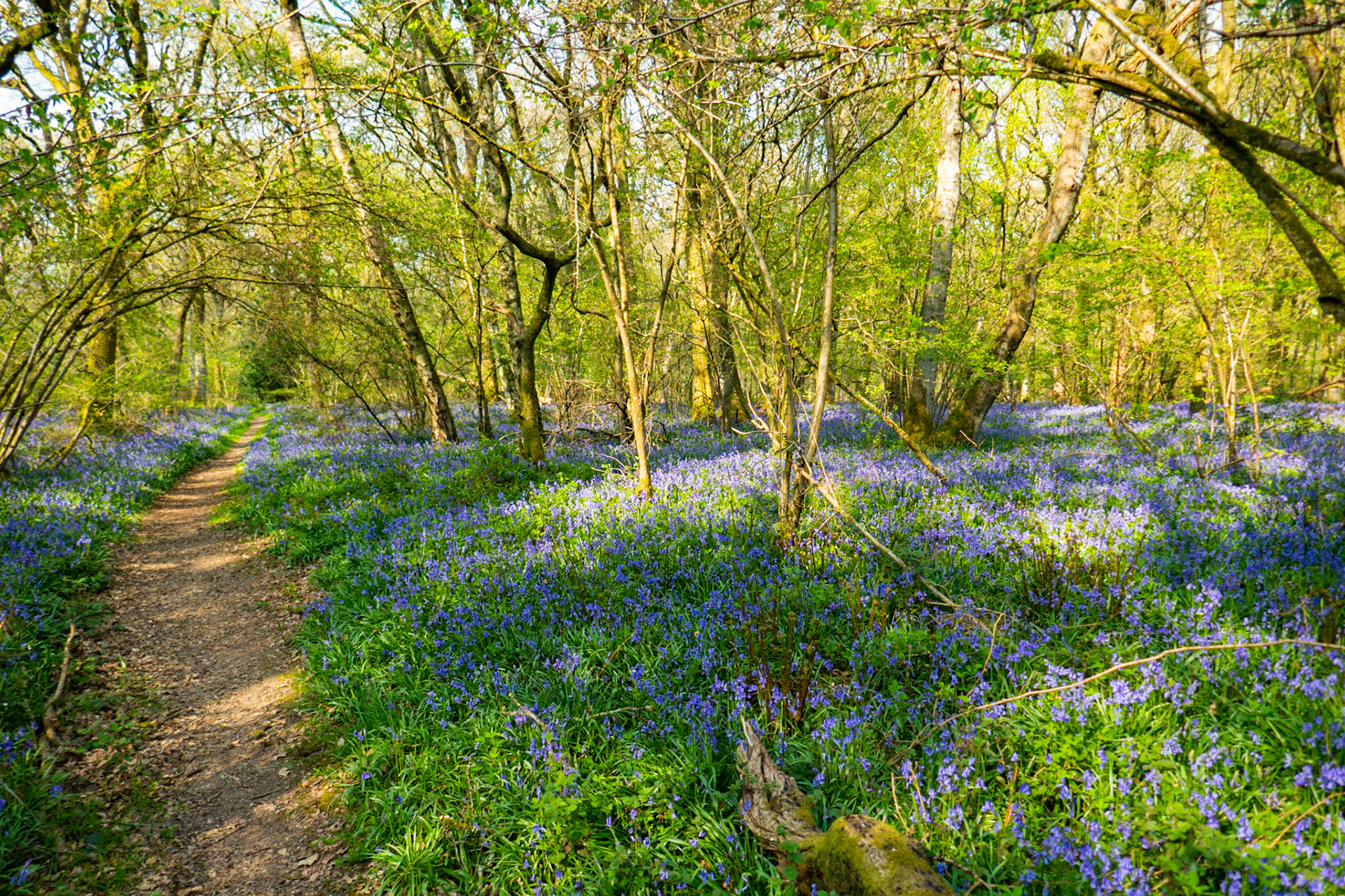 Path through the bluebell woods