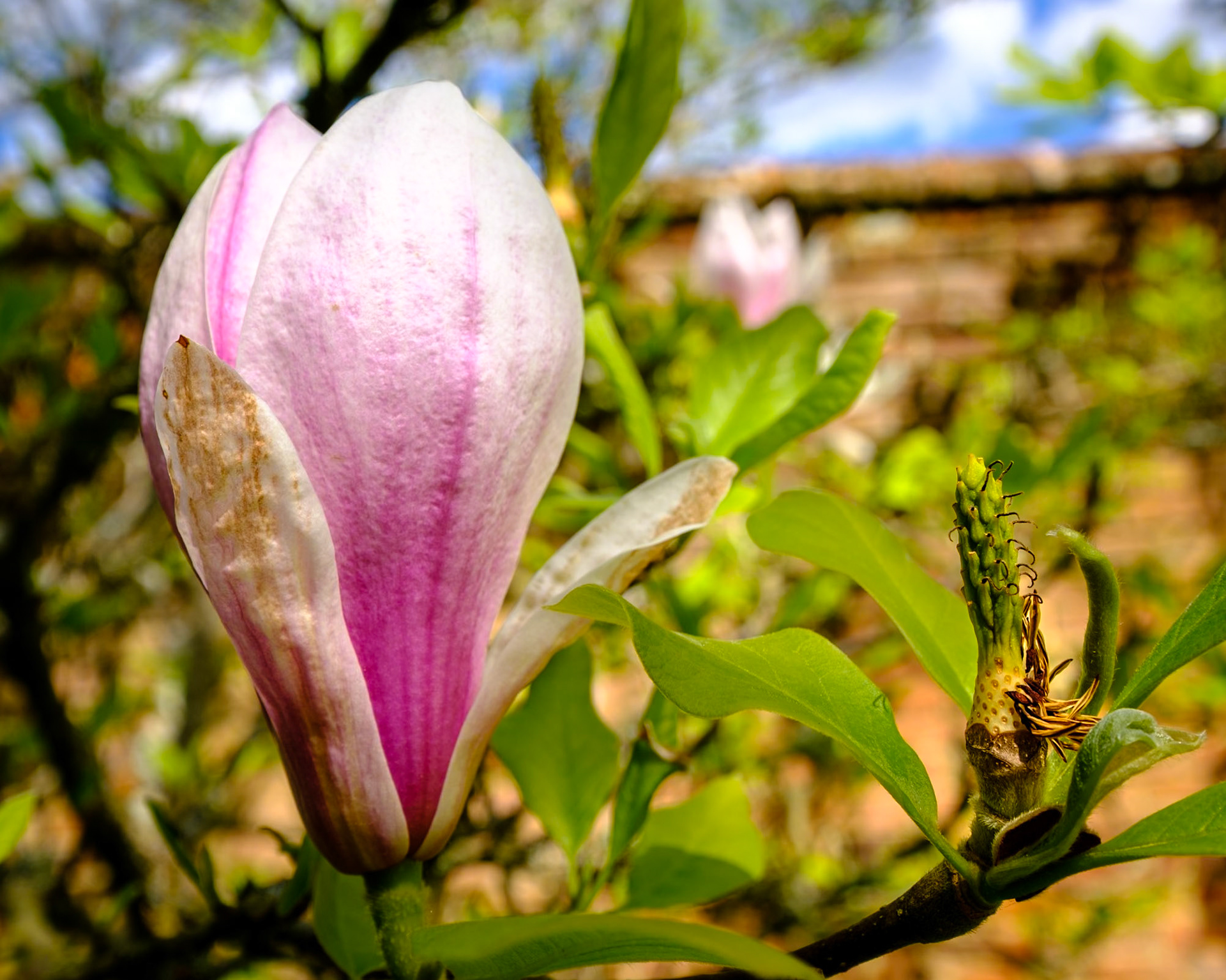 Magnolia