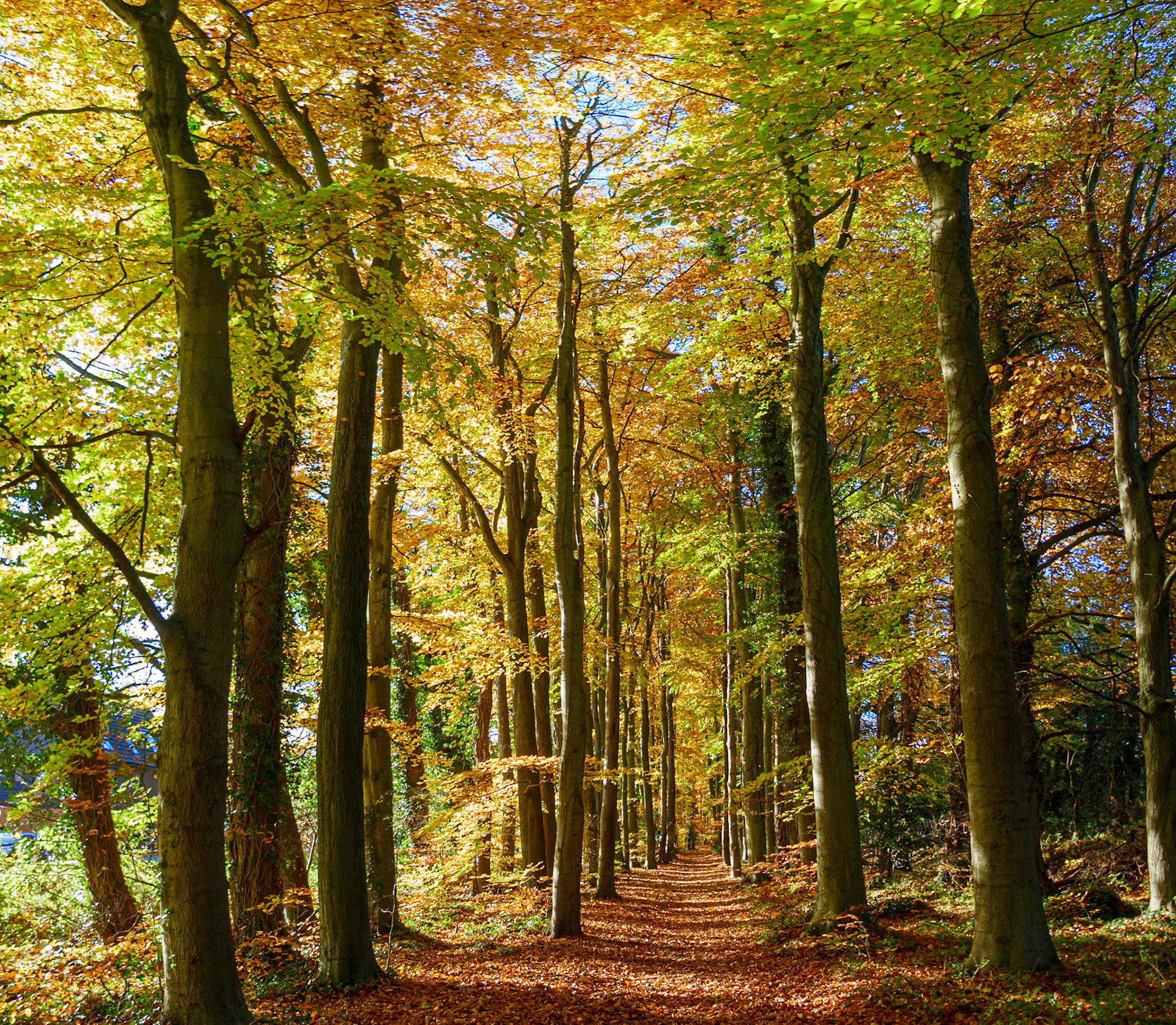 Autumn Colours