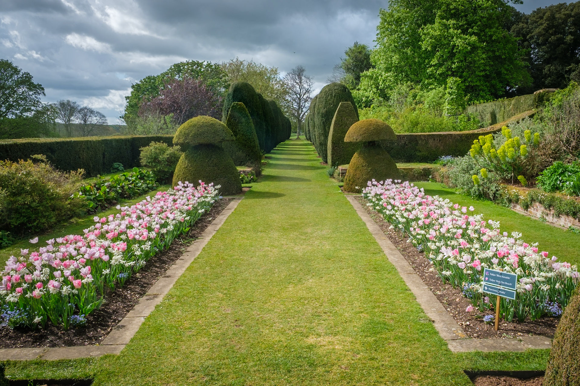 Tulips in the Sunken Garden at Hinton Ampner