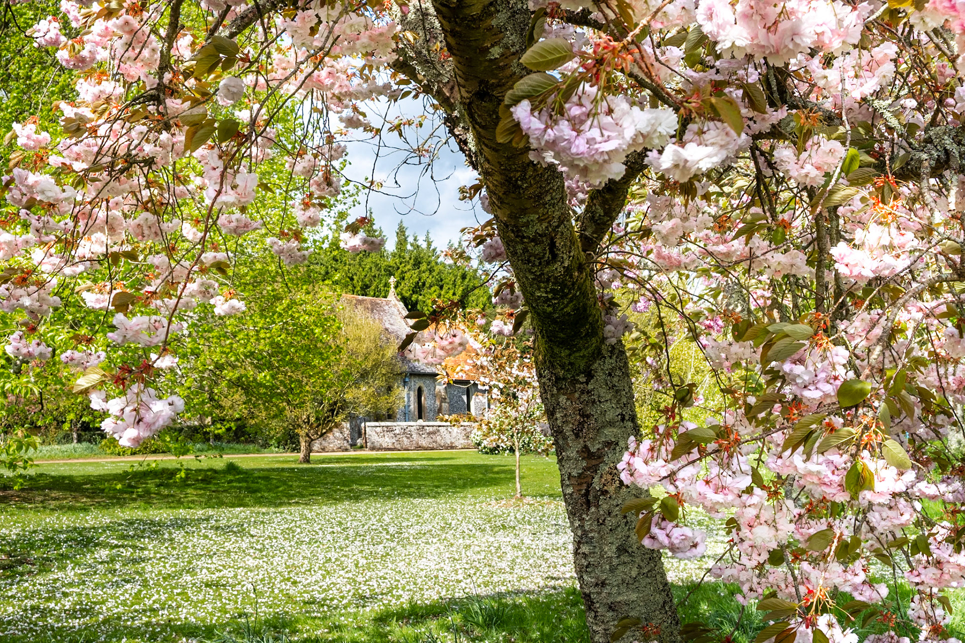 Hinton Ampner church seen through cherry blossom