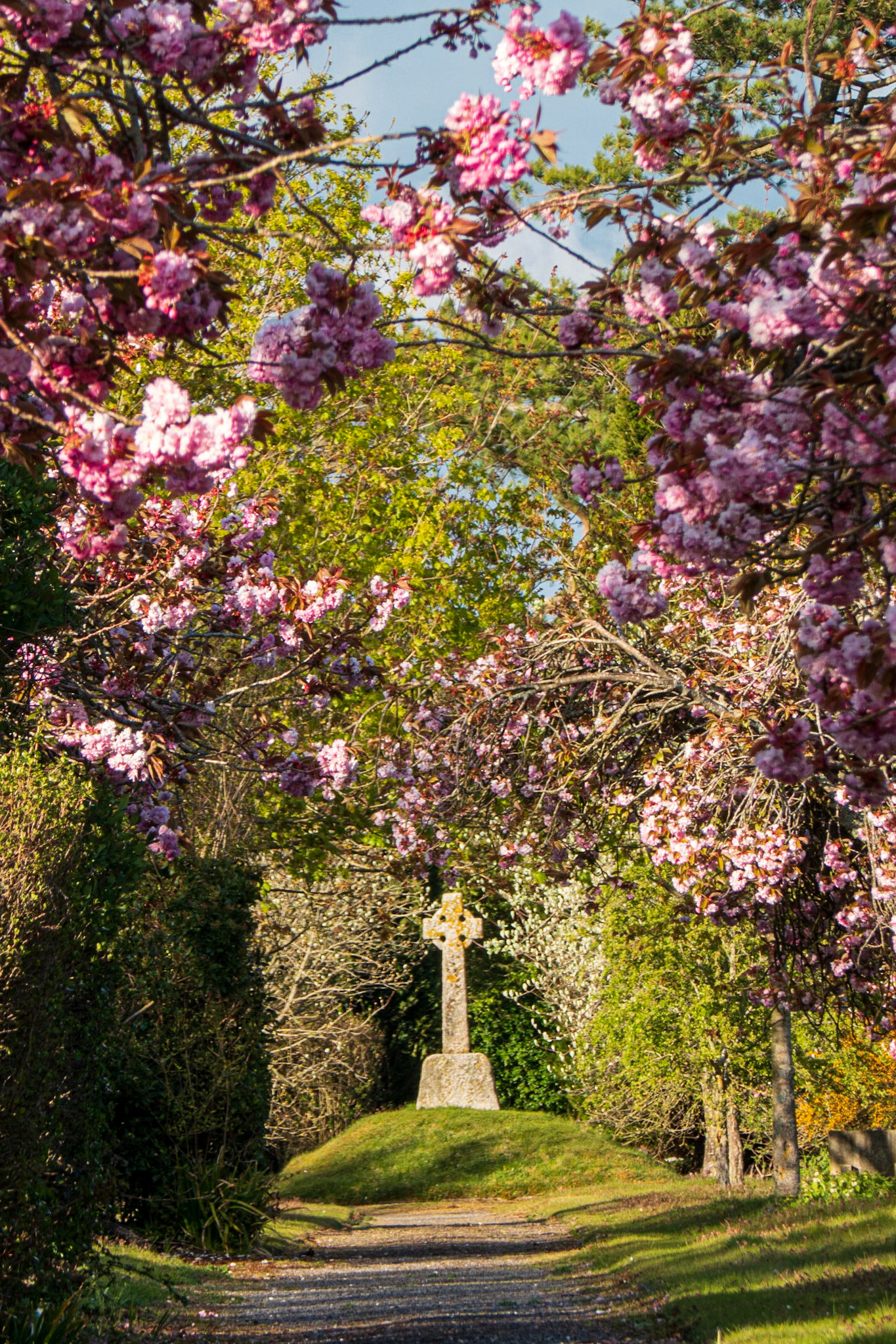 Cherry trees line the path in the cemetery