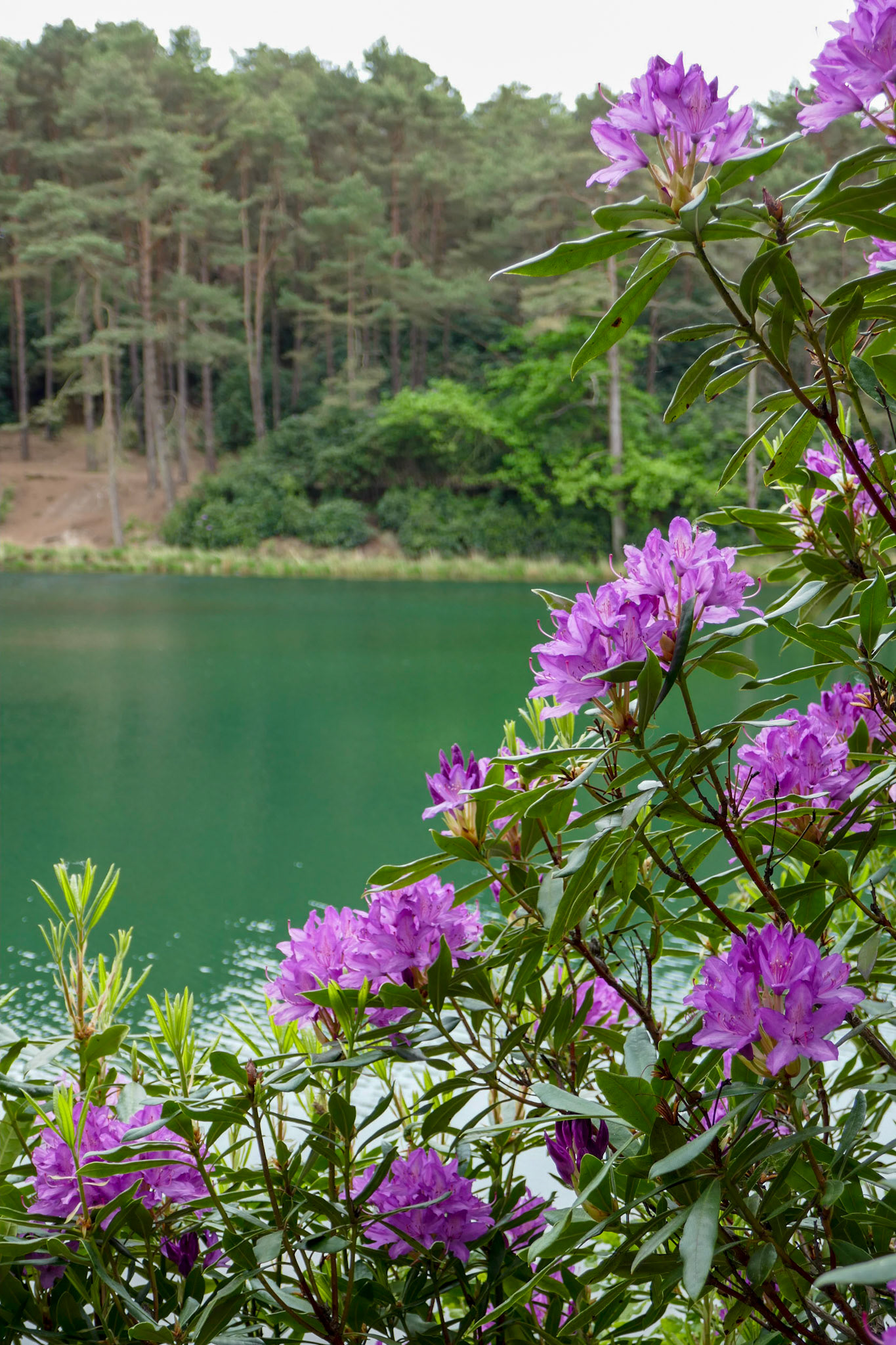Rhododendrons by the Blue Pool