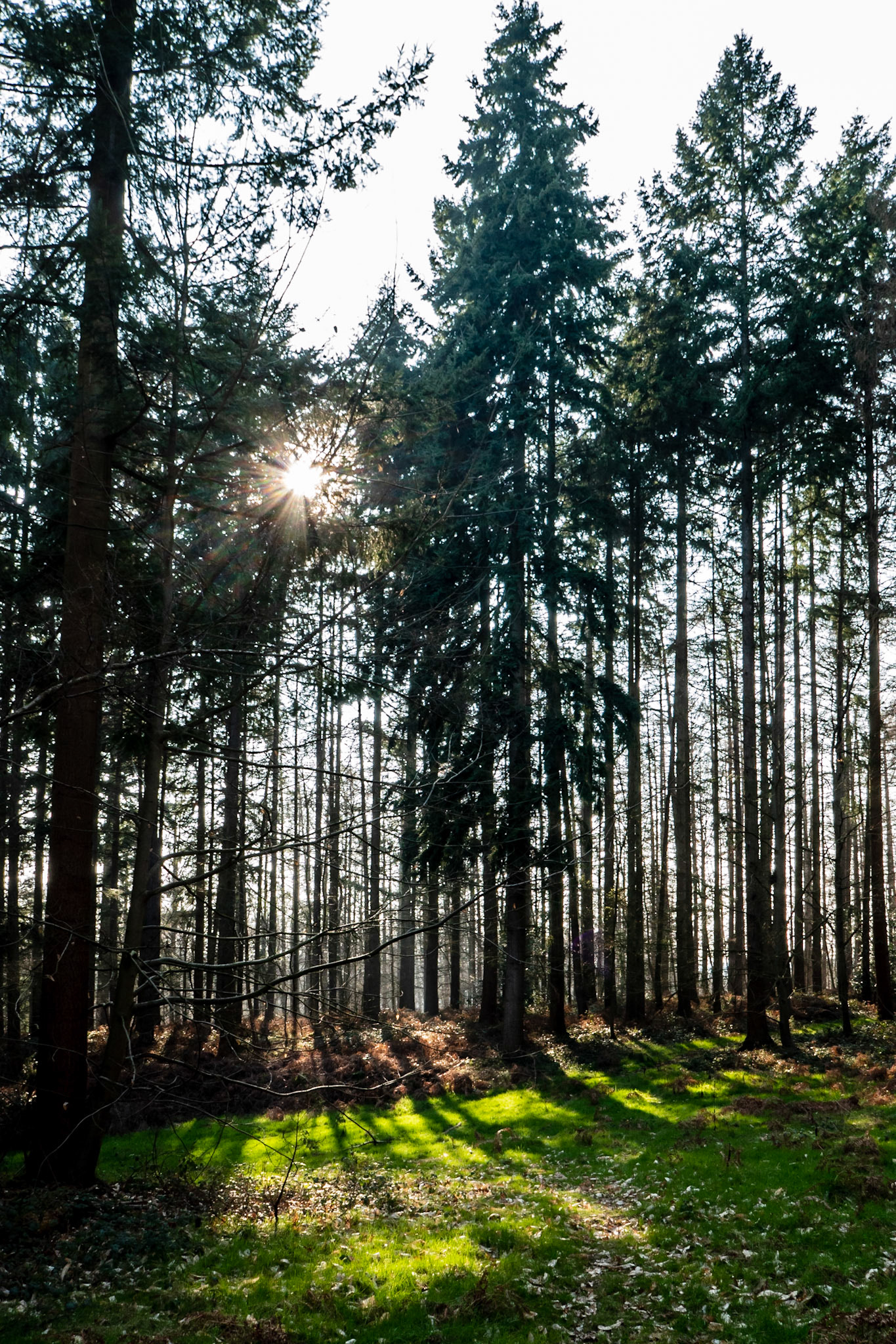 The setting sun shines through the tall conifers