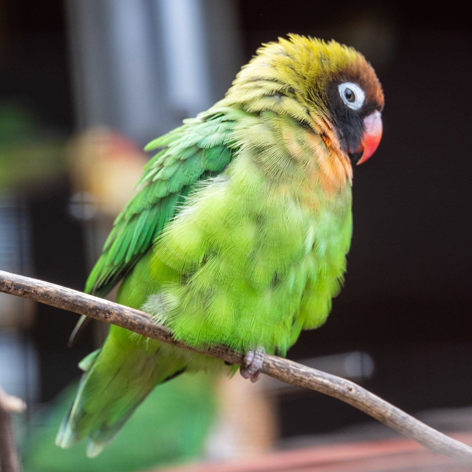 Love bird
