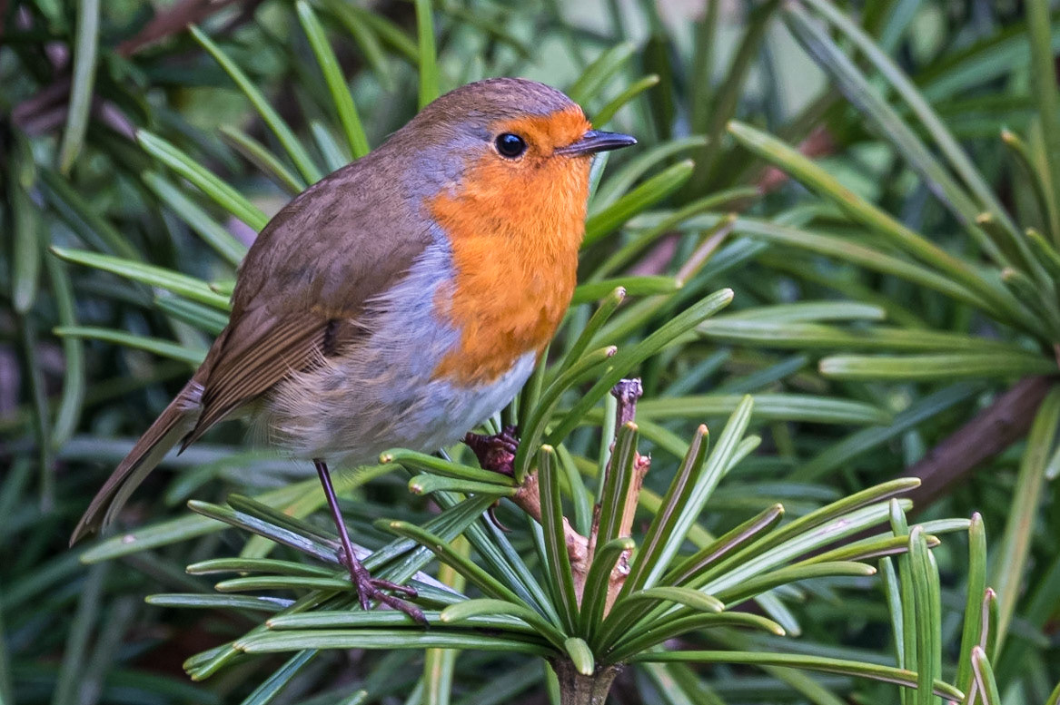 Robin in the pine tree